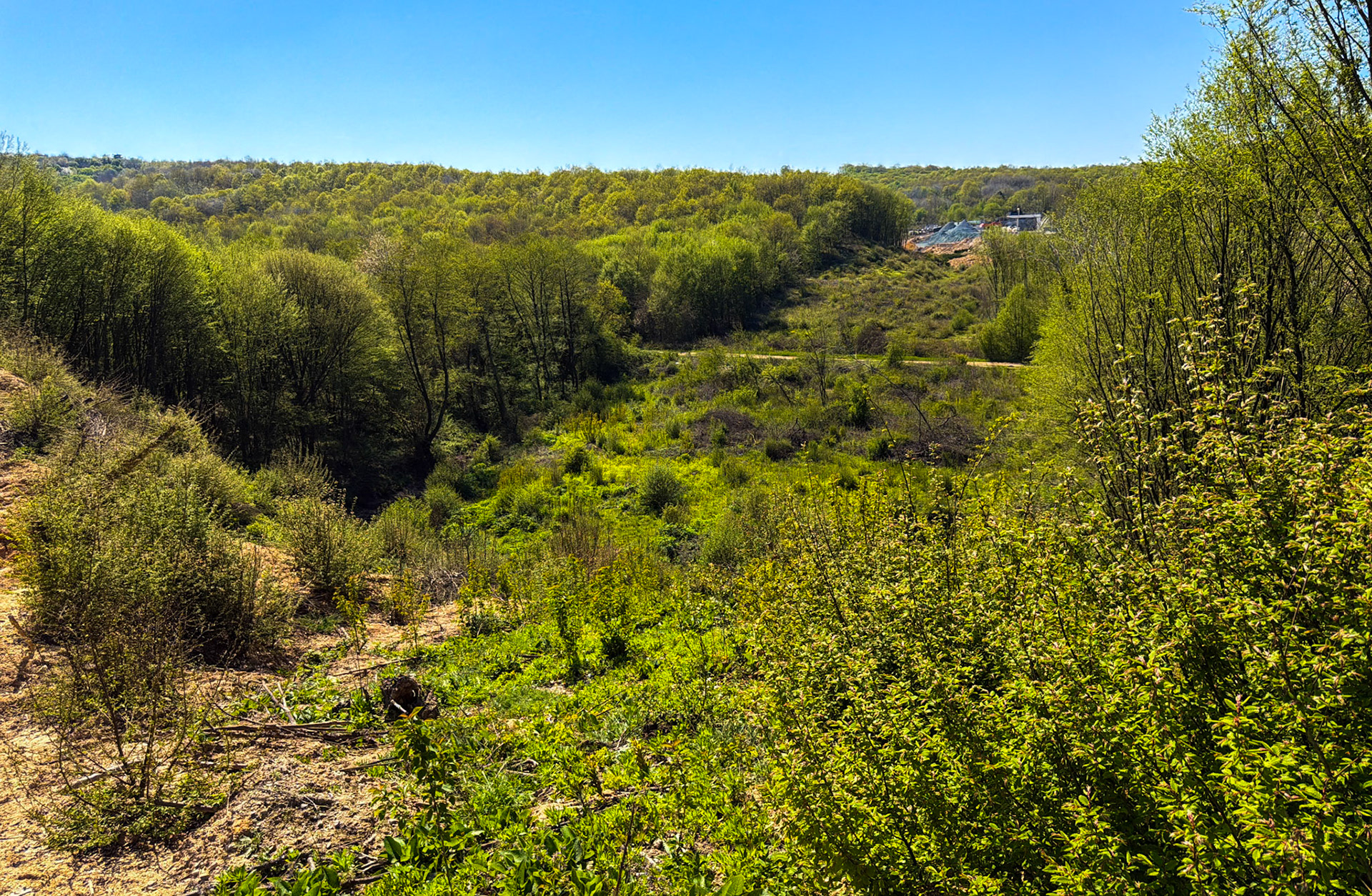 northern Reşadiye forest: clearing