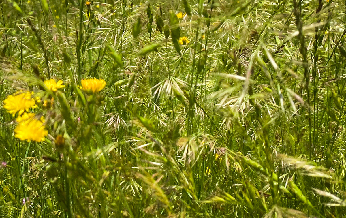 the northeastern Sazlıdere flower meadow: yellow flowers and fanned grass