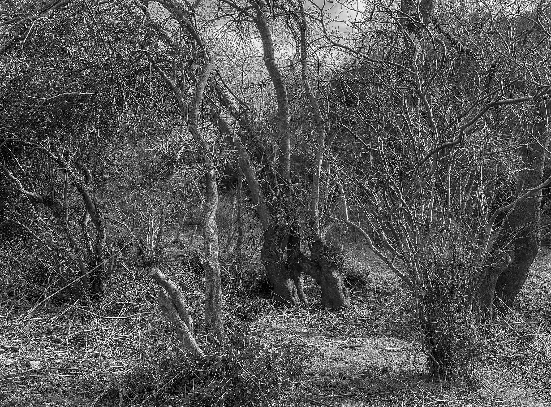 between Yom crest and Riva abandoned military installations: venerable trees