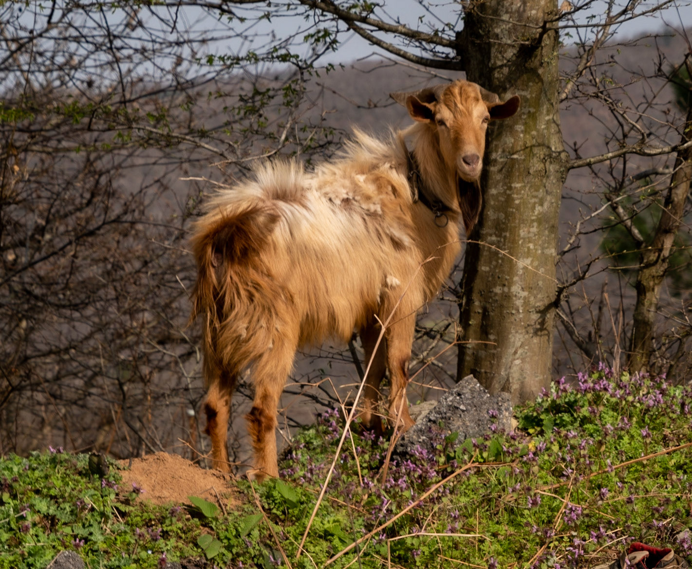 between Mahmut Şevket Paşa and Alibahadır: how now brown goat