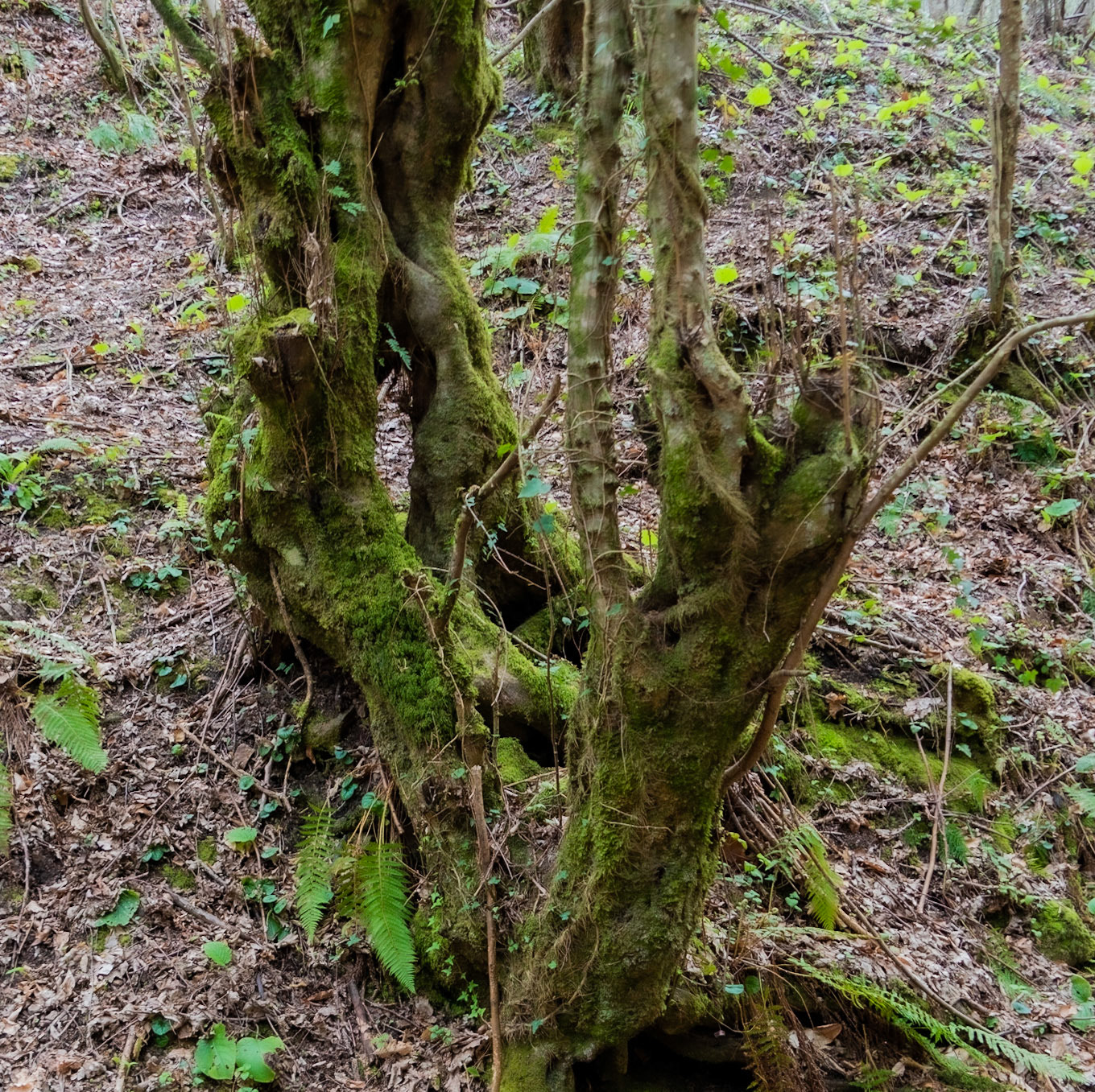 Kozlu stream valley: an old tree