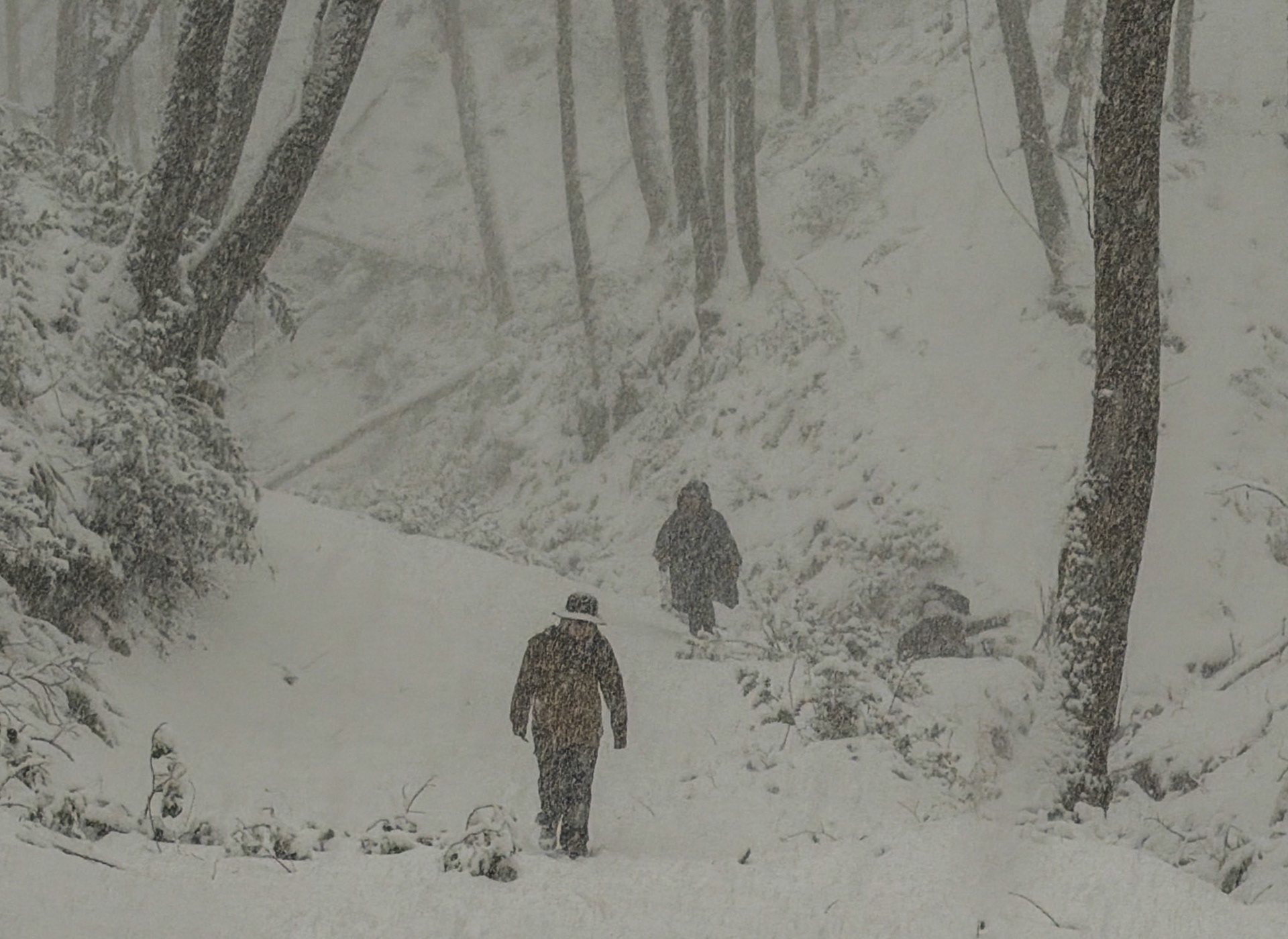 NE Belgrade Forest: still snowing!