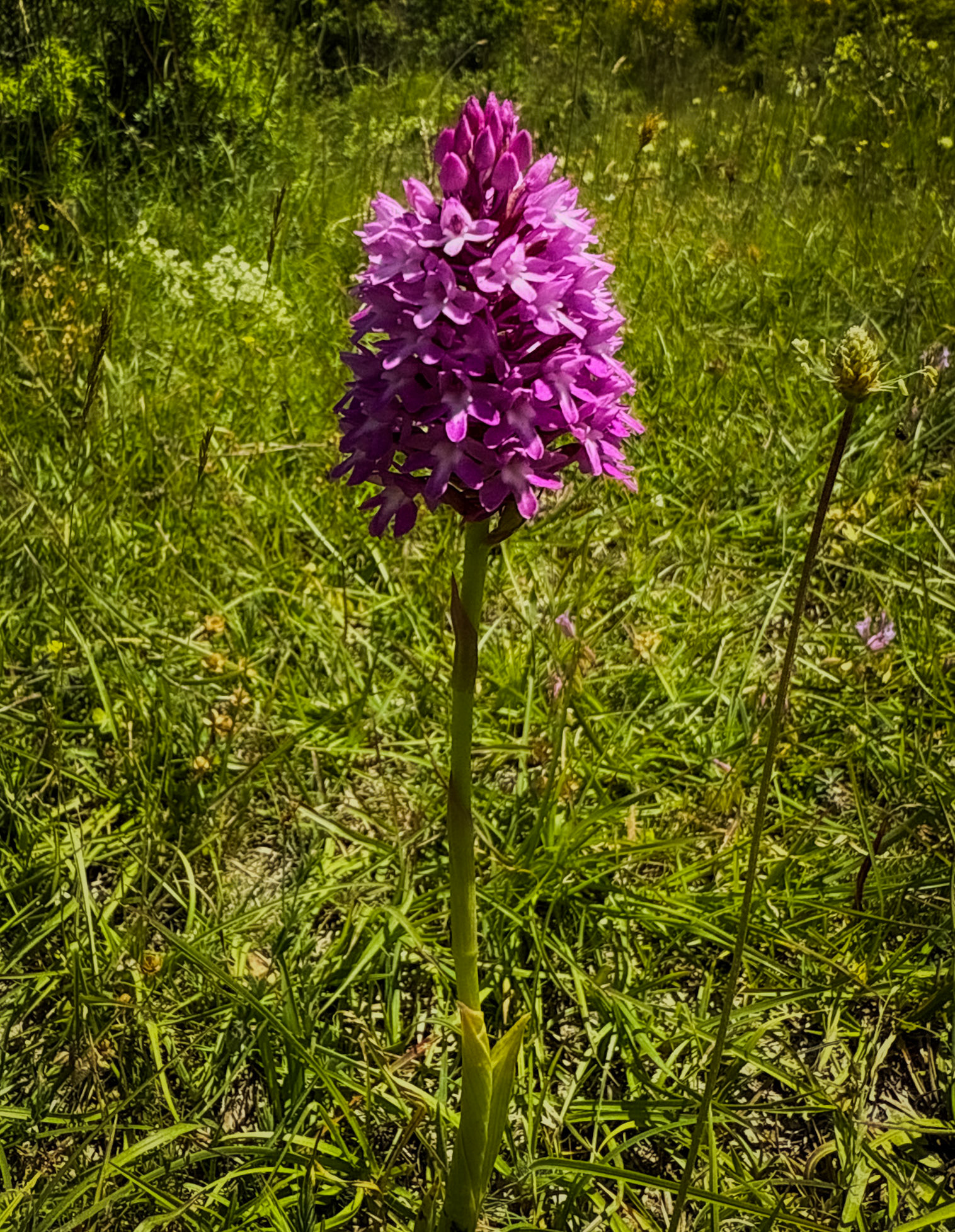 Kocabayır hill: pink flower with many florets
