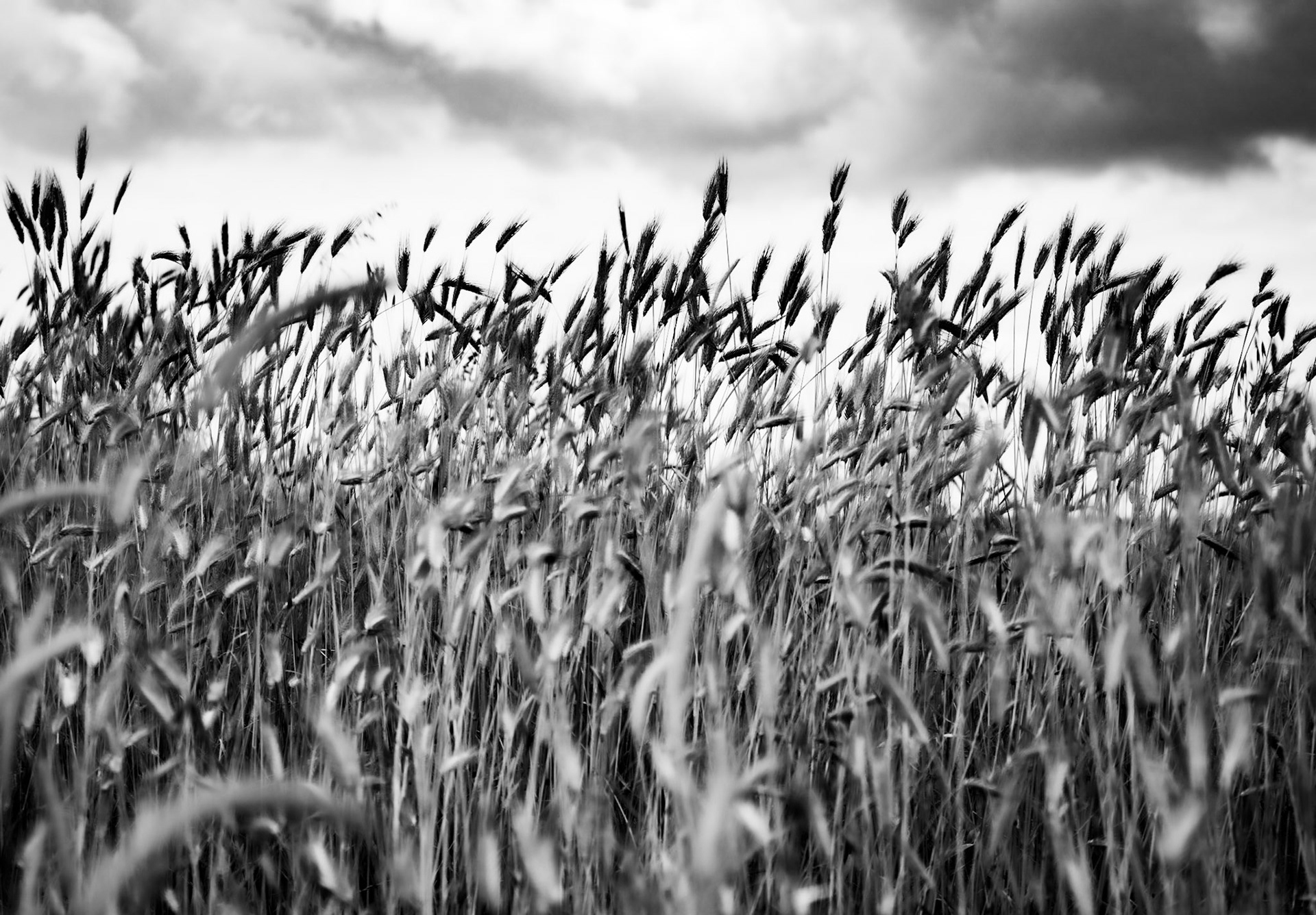 between Filiboz Ottoman quarry and poppy meadow: grass in seed