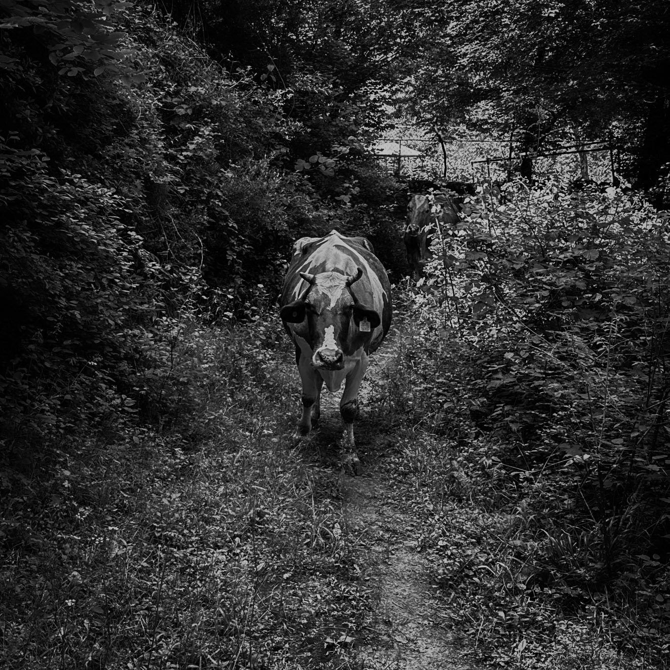 Değirmendere valley: piebald cows