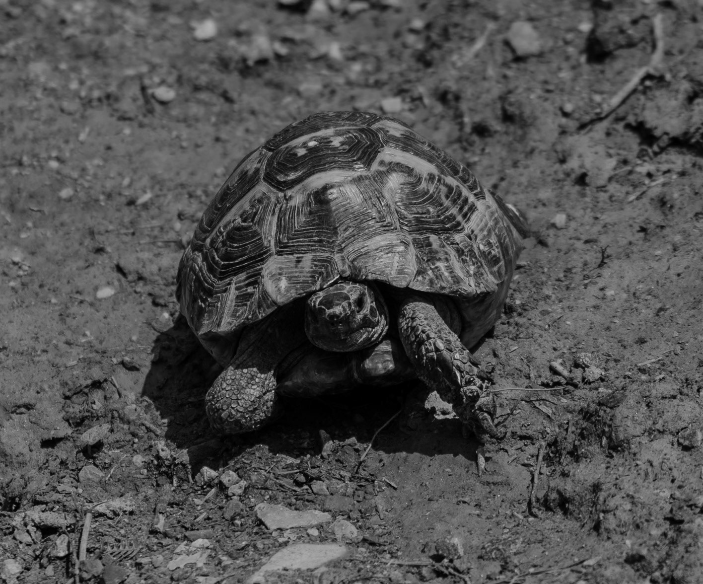 Kaynarca southern forest: a tortoise