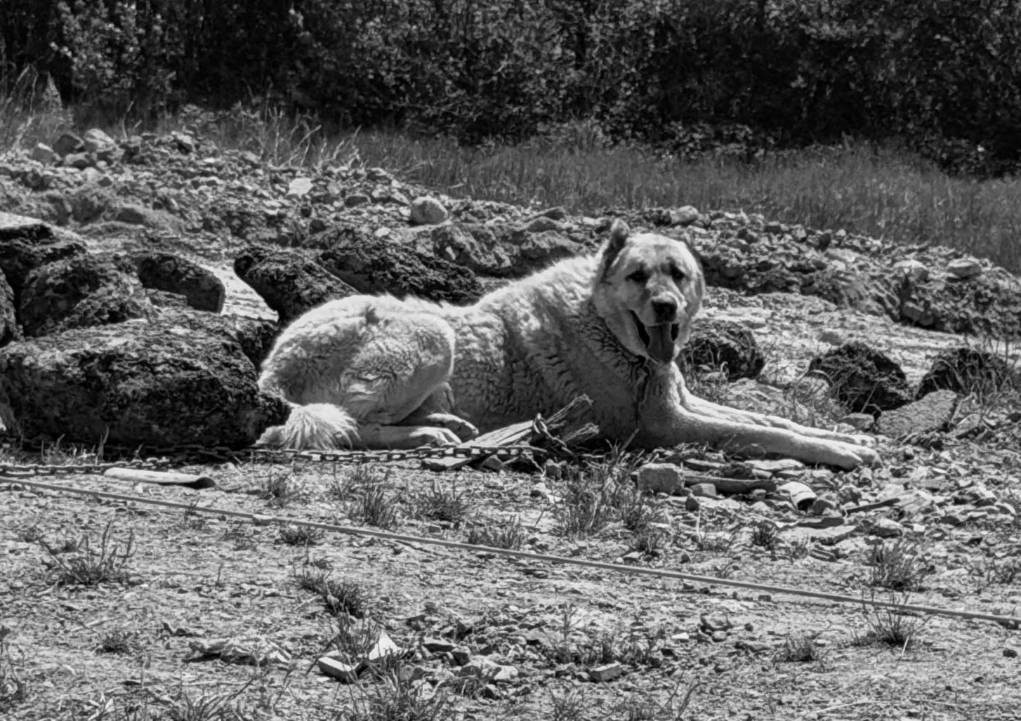 between Hüseyinli village and western farm: very soft guard-dog