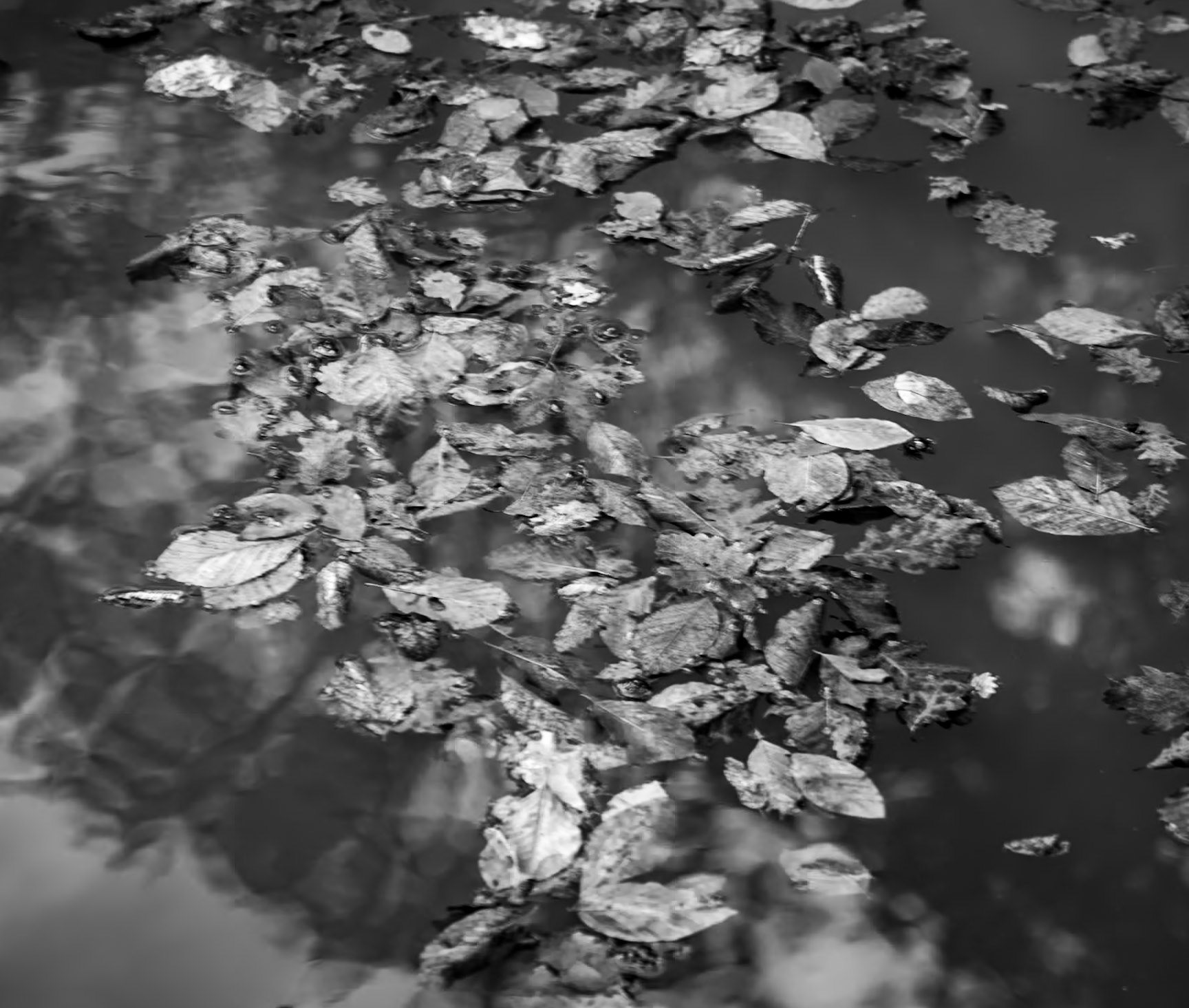 E Mahmut Şevket Paşa: leaves floating on the reservoir