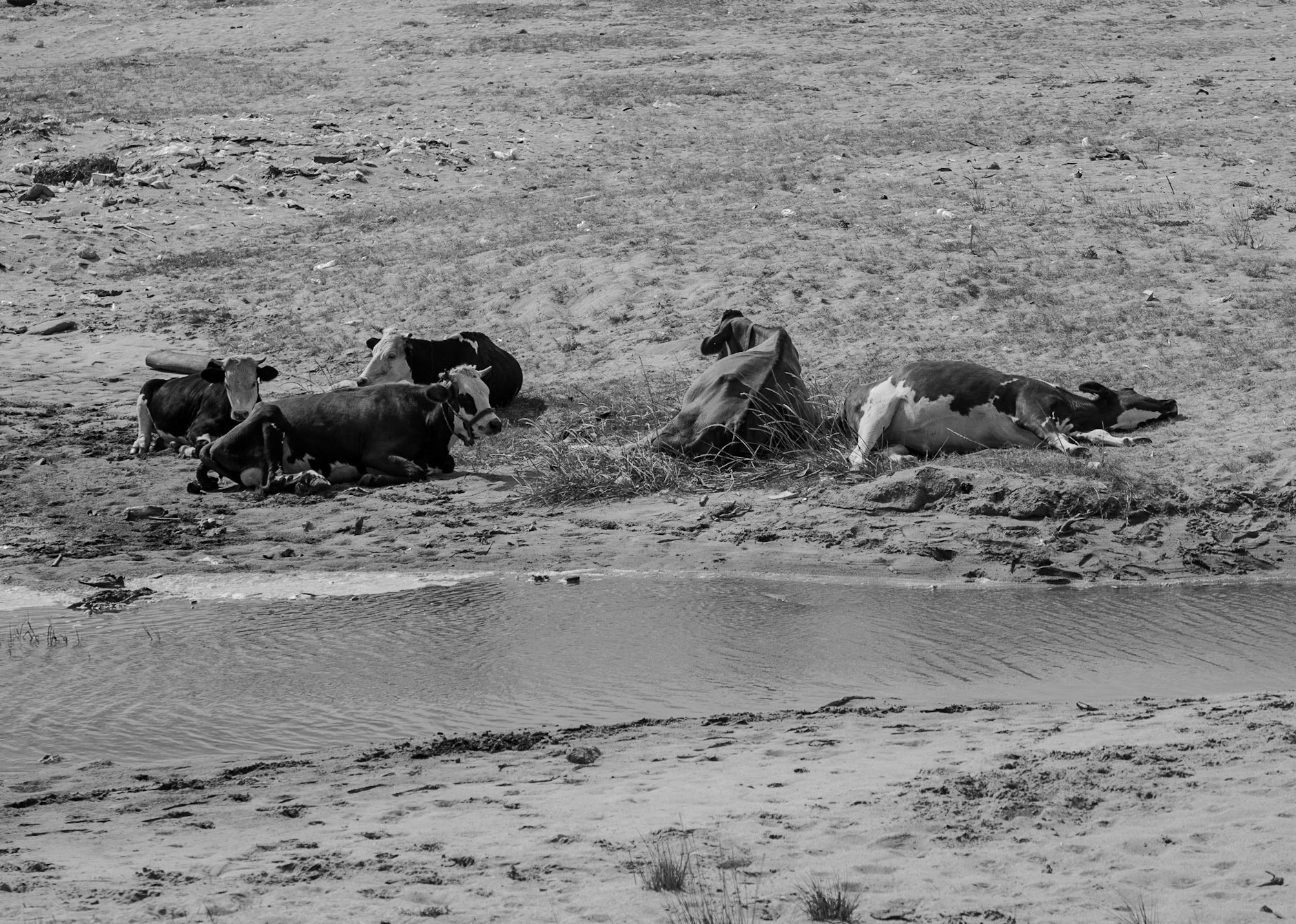 shore between Akpınar and Yeniköy: beach cows