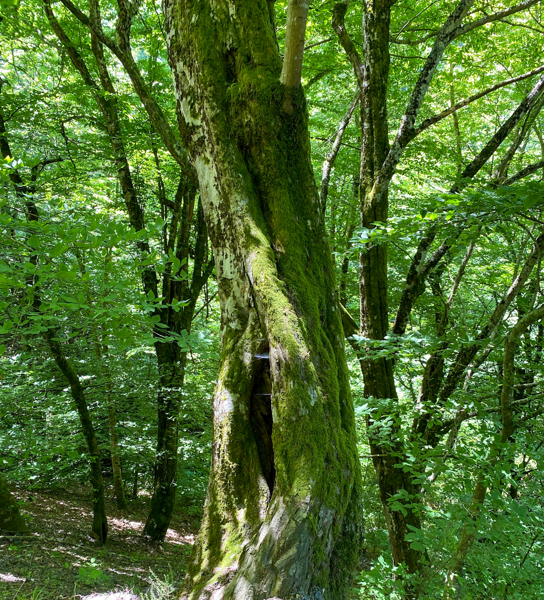 Ezili forest: partially split tree
