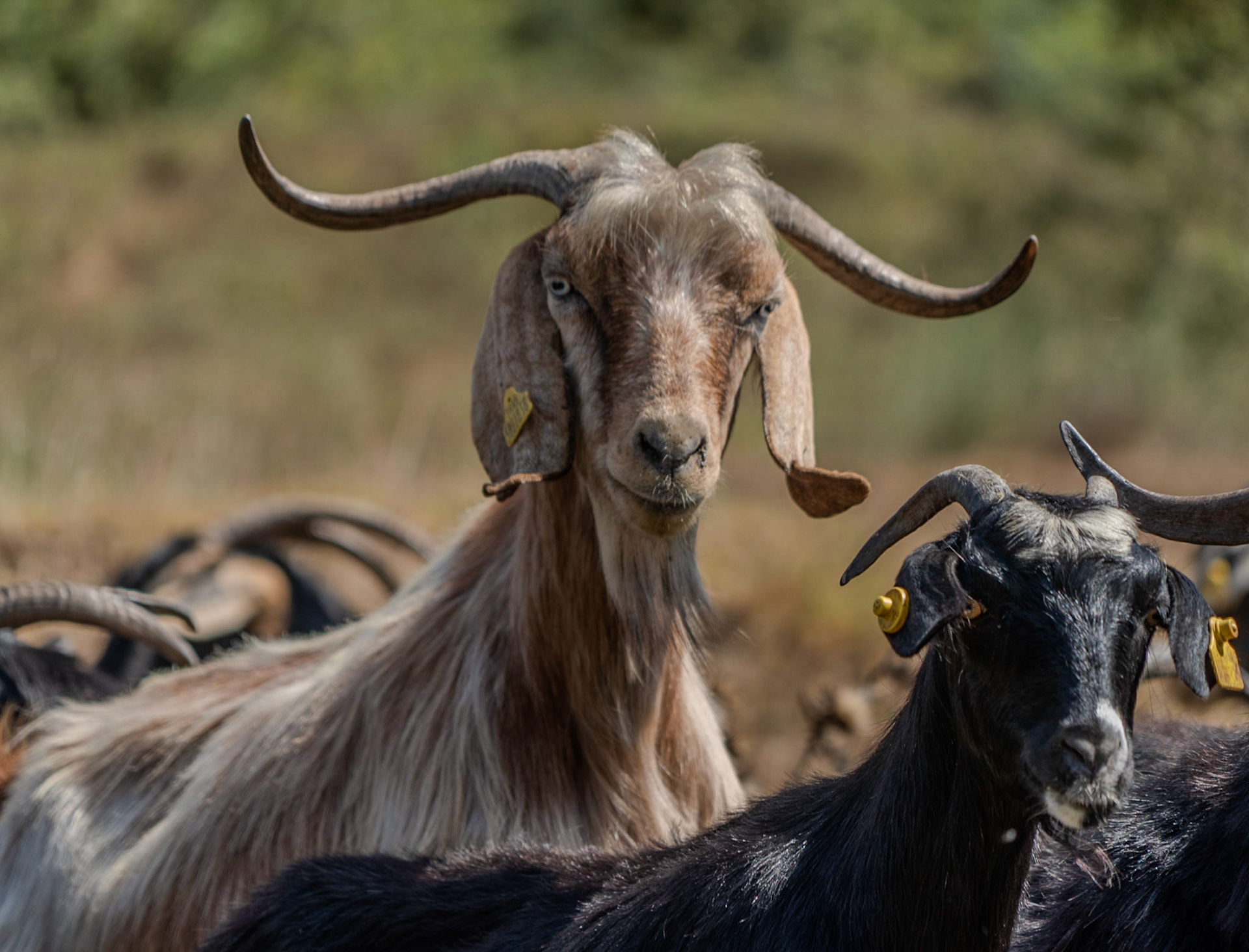 Şamlar gorge: quizzical goat