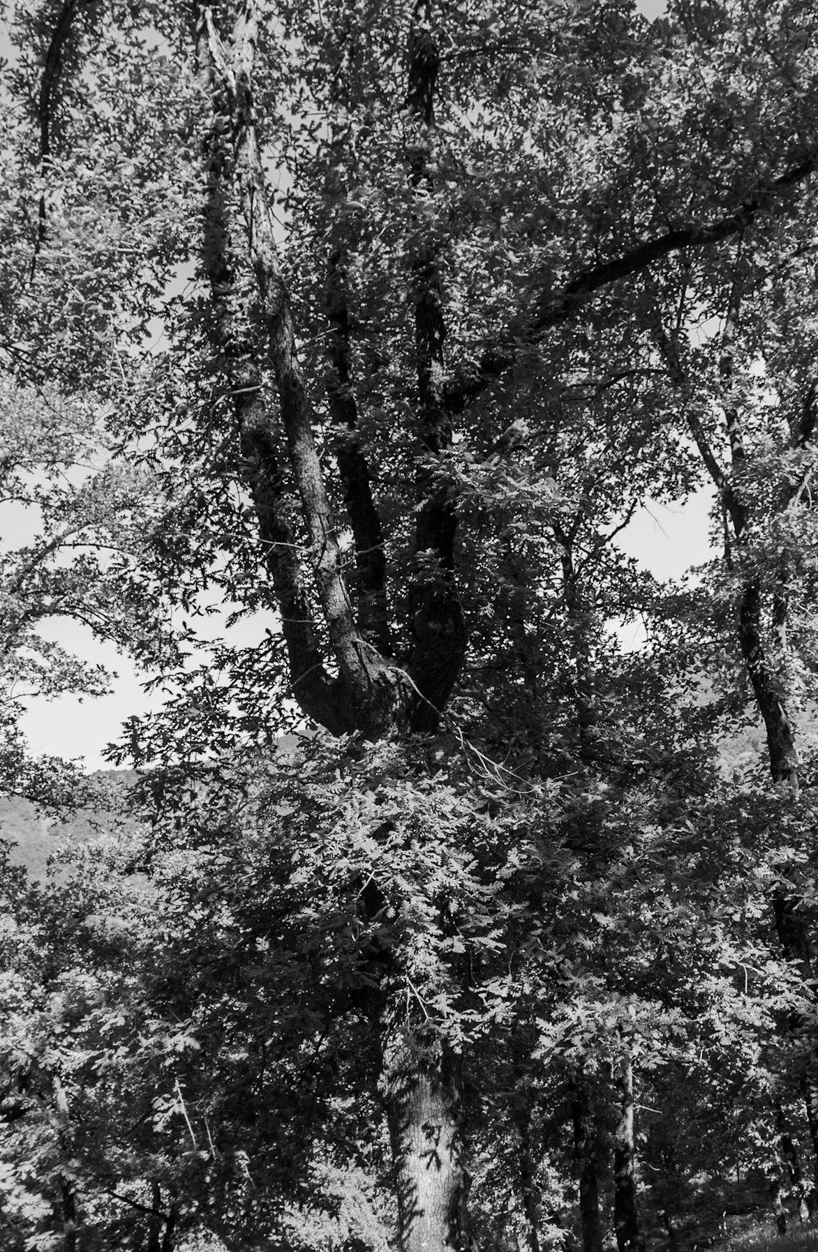 Ezili forest: tentacled tree