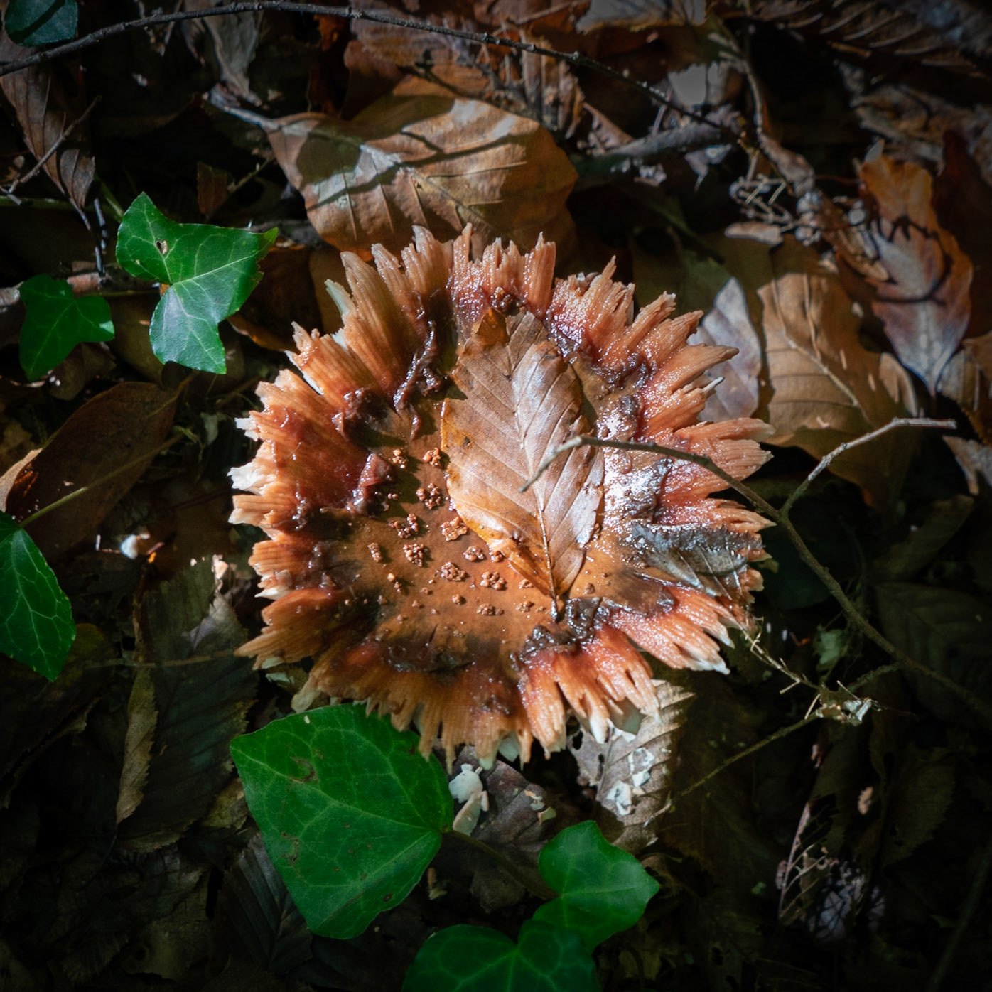 between Reşadiye: and Polonezköy: a mushroom