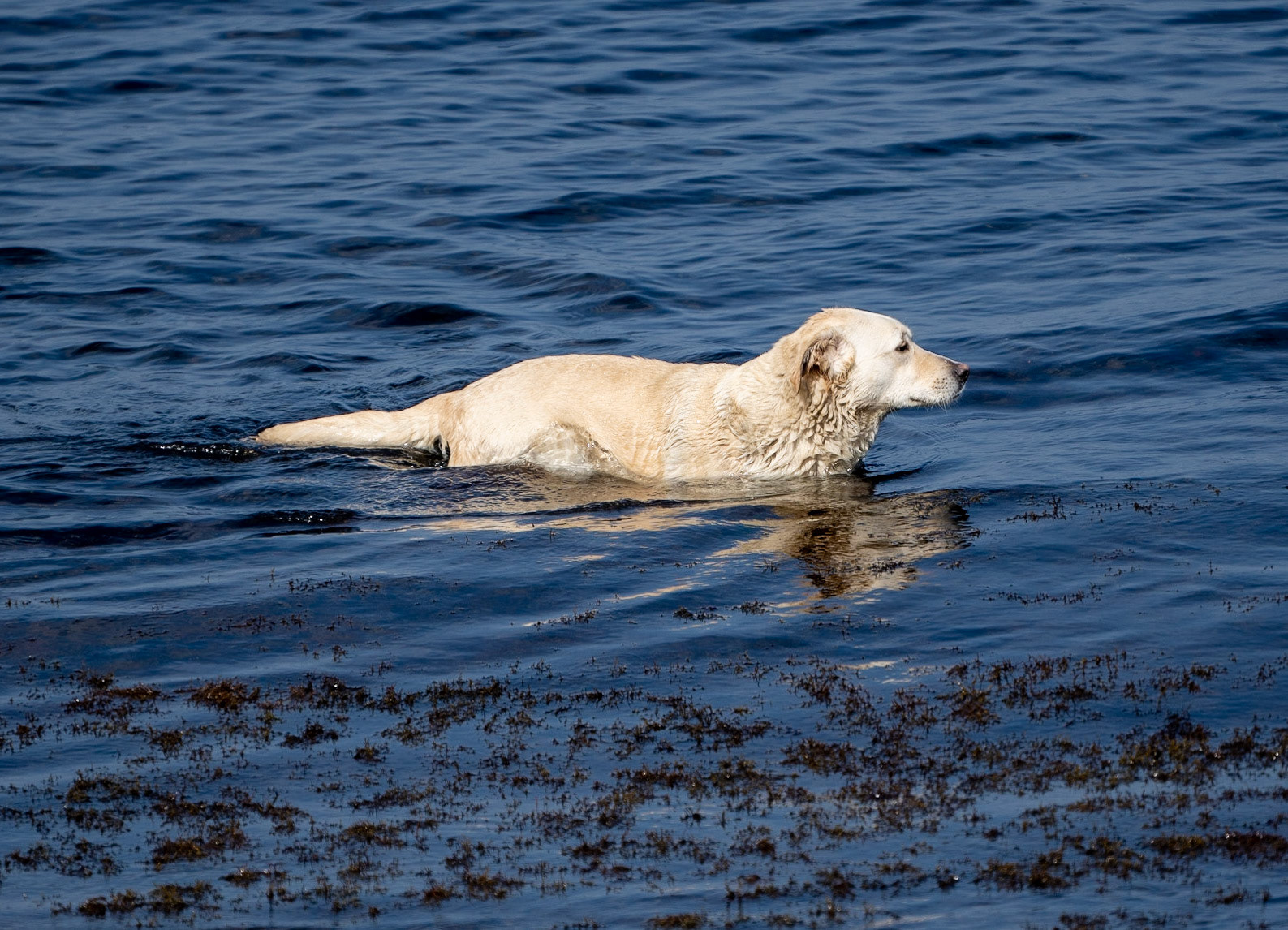 Anadolu Feneri stone beach: our first day dog washes off the mud