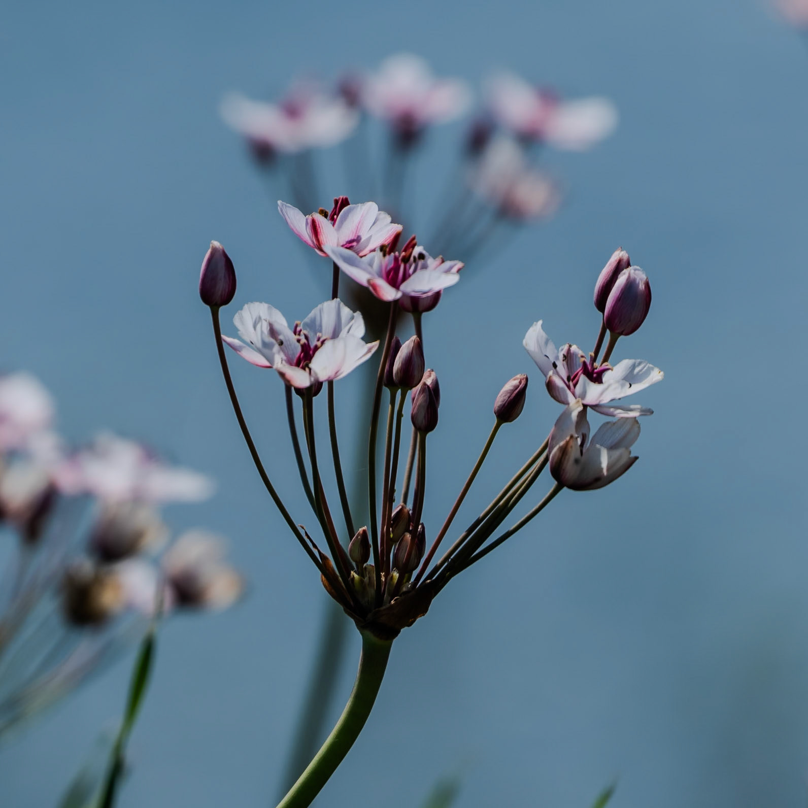 heading SW from Sazlıbosna: pink flower