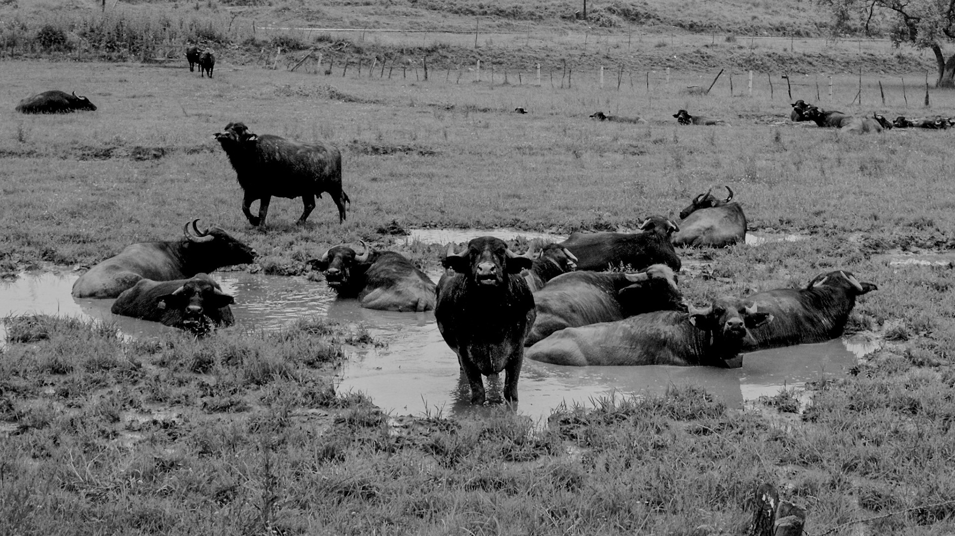 the begninning of the shallow valley between Yeniköy and Terkos: water-buffalo wallowing