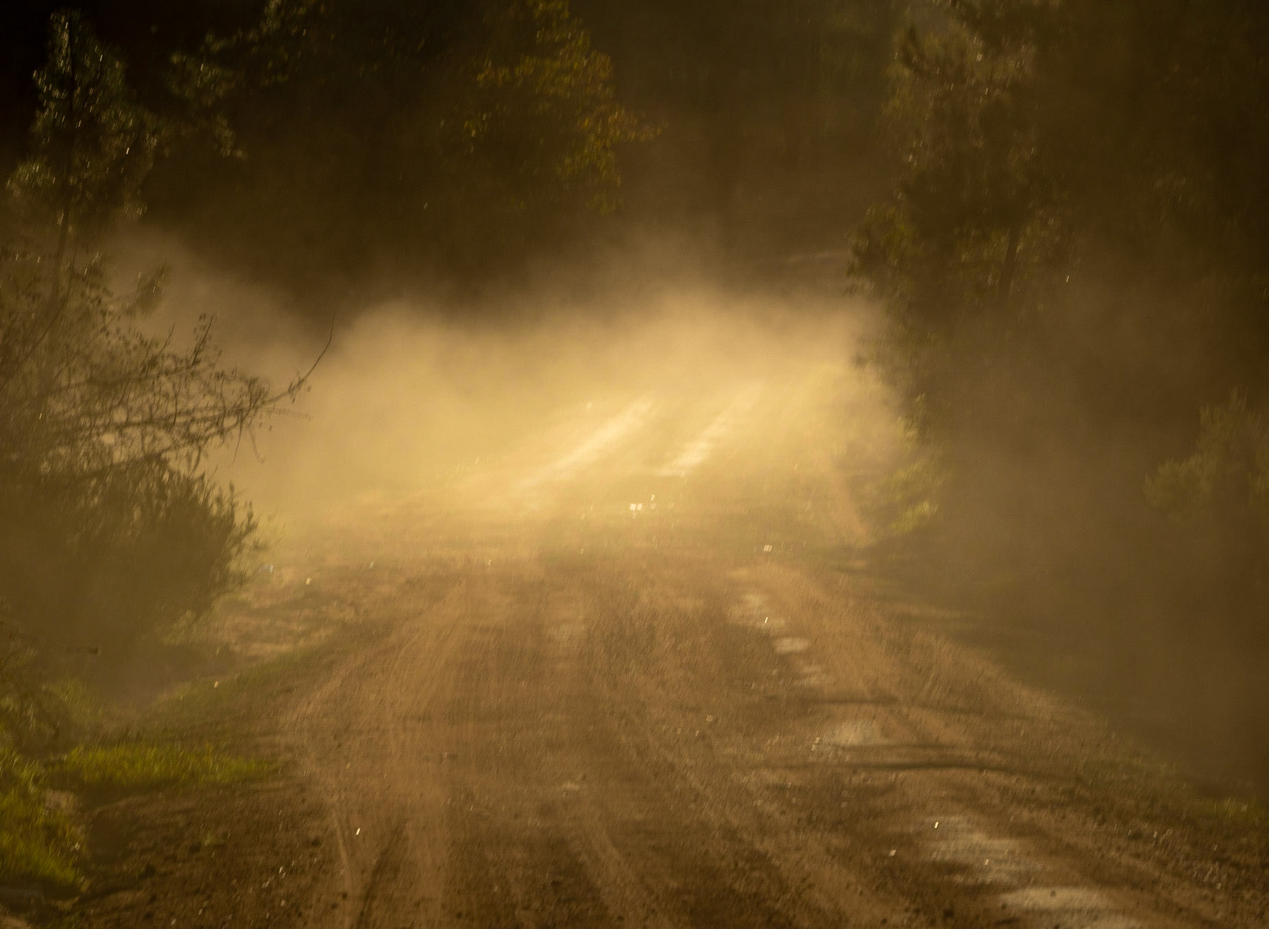 Kurna forest: dustry track