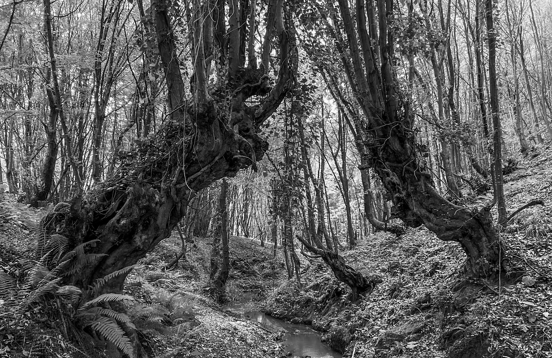 Zerzevatçı streamwalk: arch of venerable trees over the stream