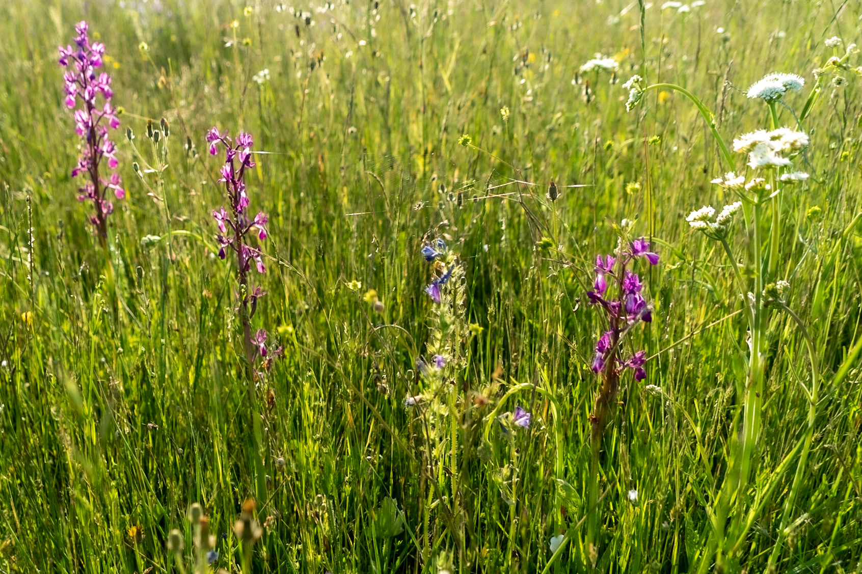 Germe's picnic pastures: orchids in flower