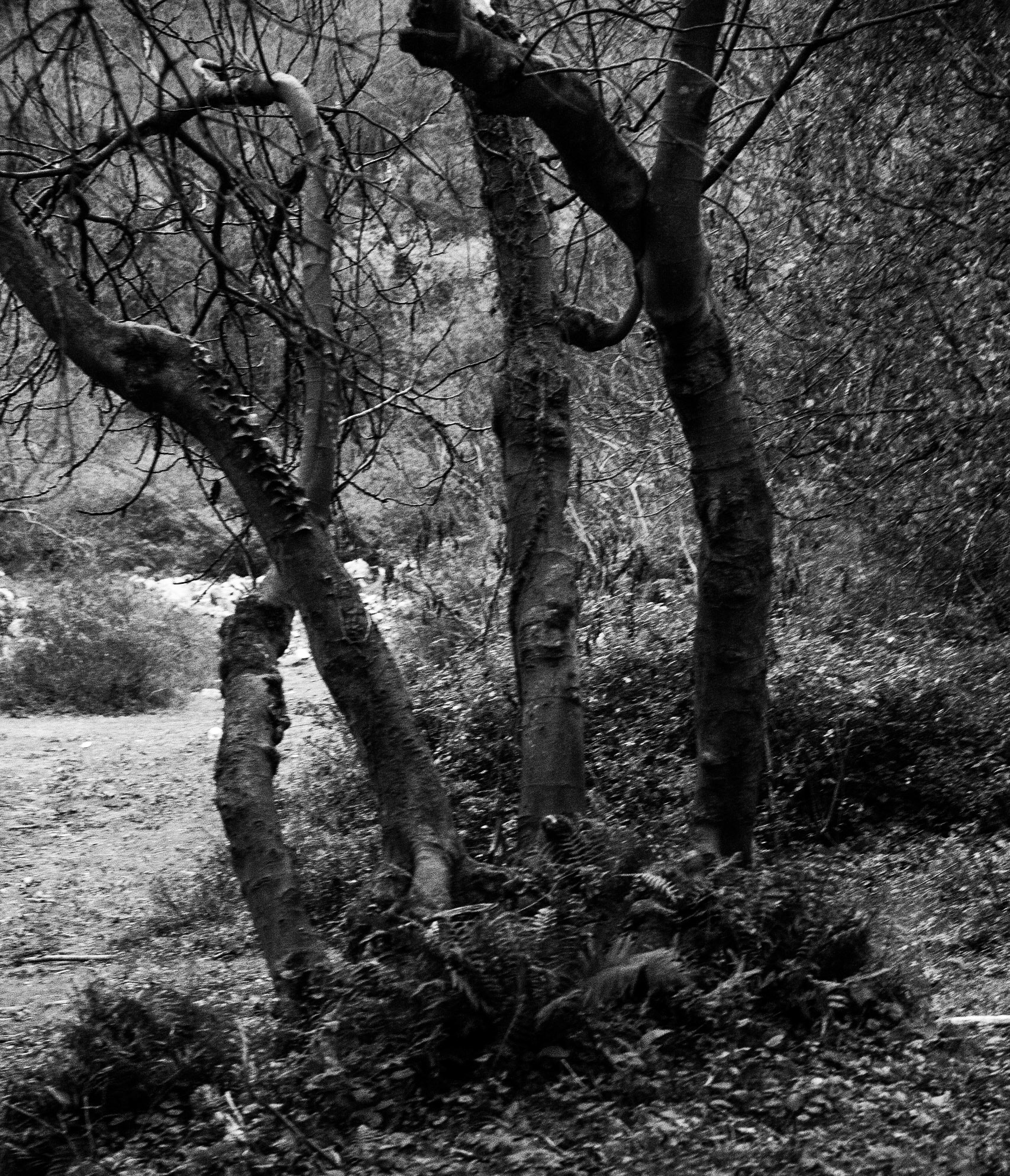 Akbaba old woods: twisting trunks