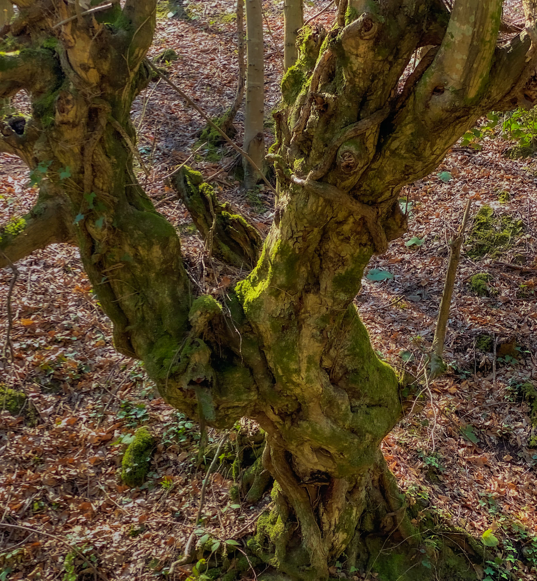 Zerzevat stream valley: Y-shaped old tree
