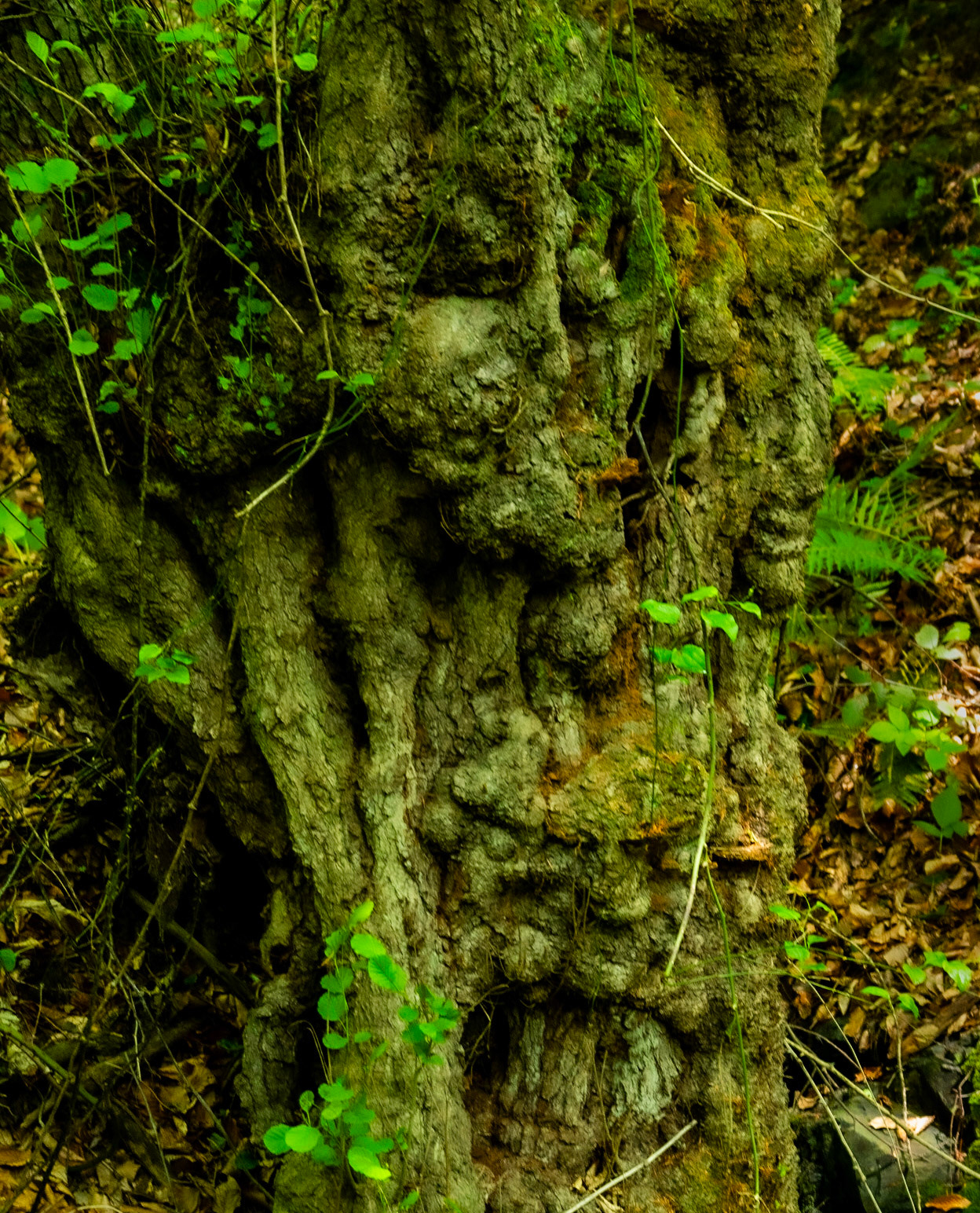 Zerzevatçı streamwalk: a venerable tree