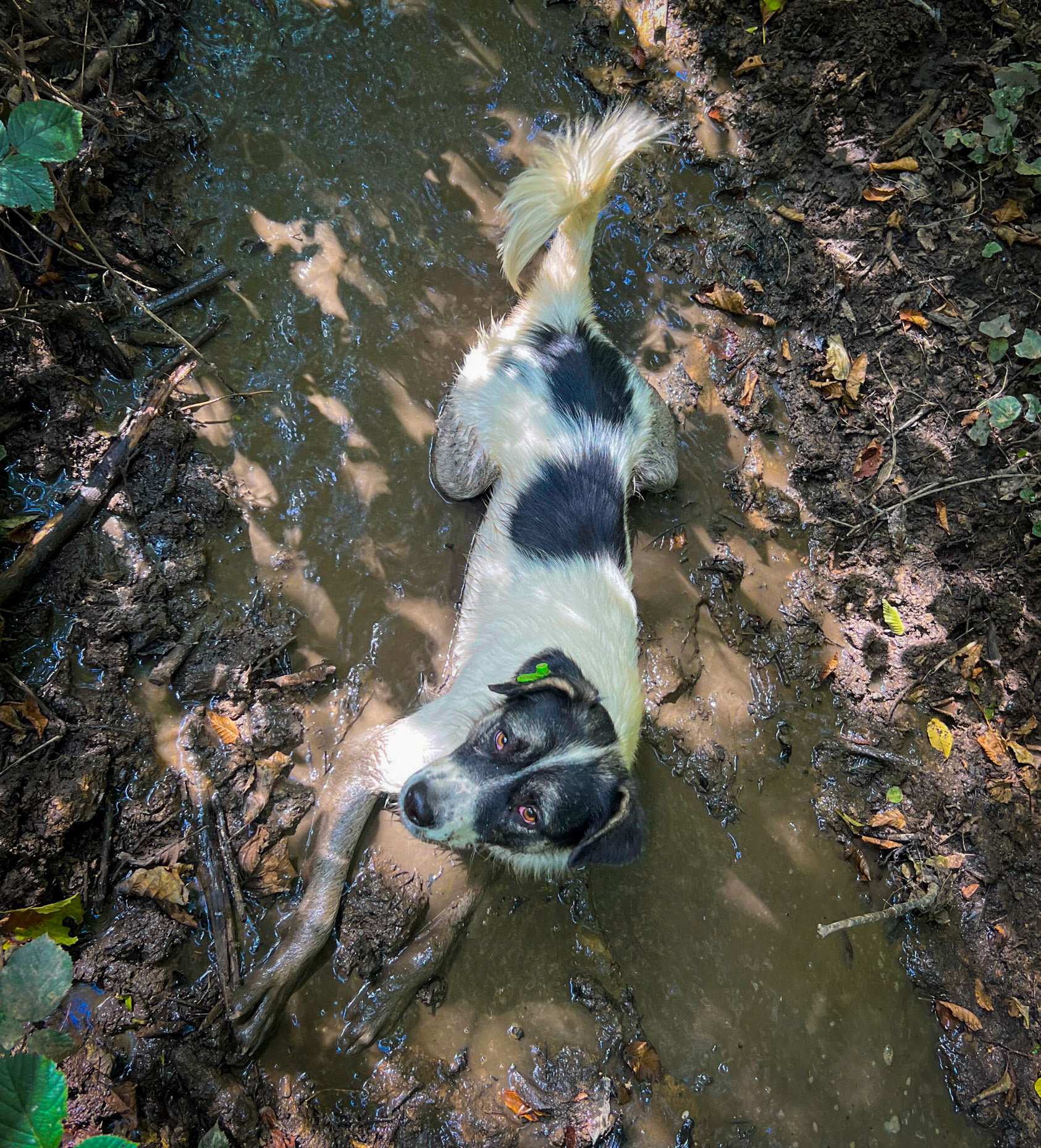 Kılıçlı southeastern streambed: our adorable wallowing daydog