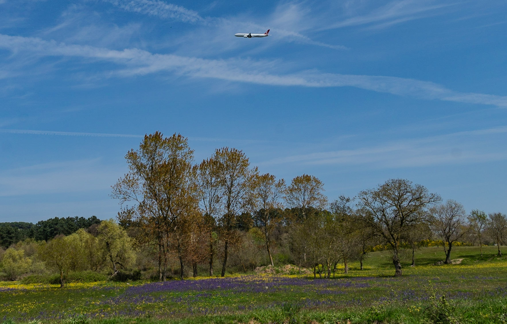 the first Sazlıdere flower meadow: a plane leaving Istanbul Airport flies over spring woodland