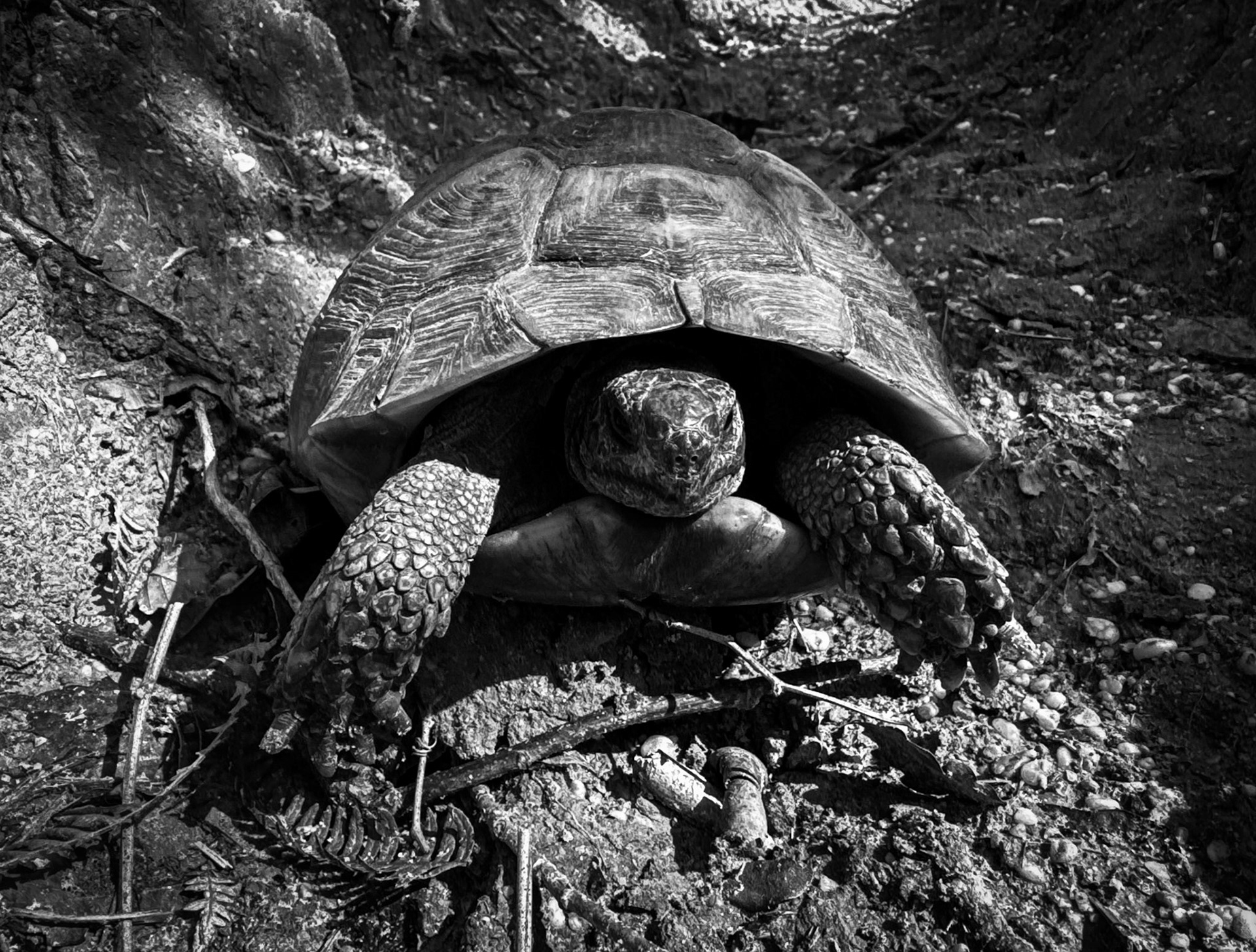 Kaynarca southern forest: a tortoise