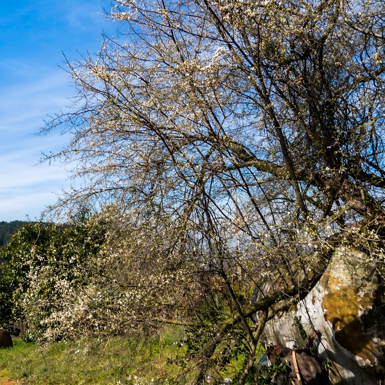 between Toygar viewpoint and Karlıtepe: tree in blossom