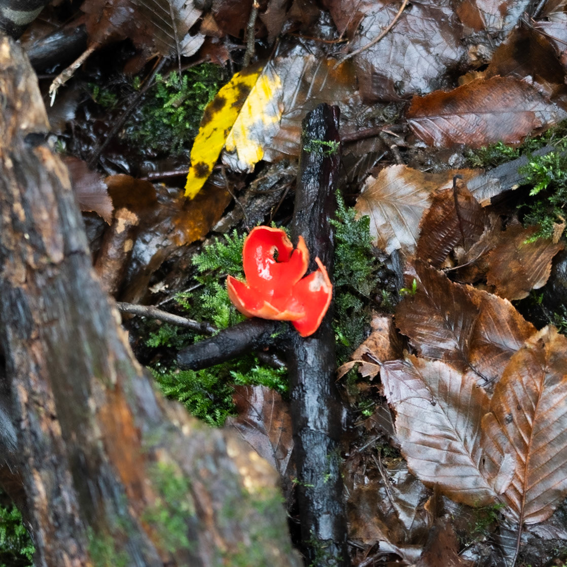 Ayhan Şahenk double stream walk: redcap fungus