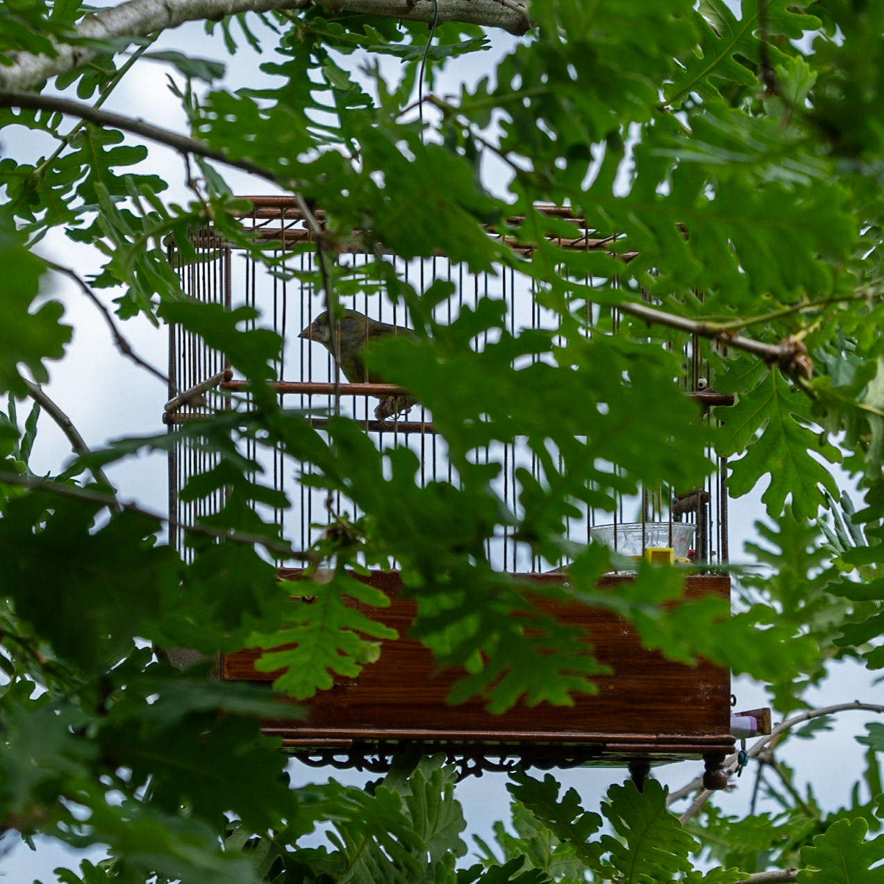 Alibahadır SW descent: songbird in a cage