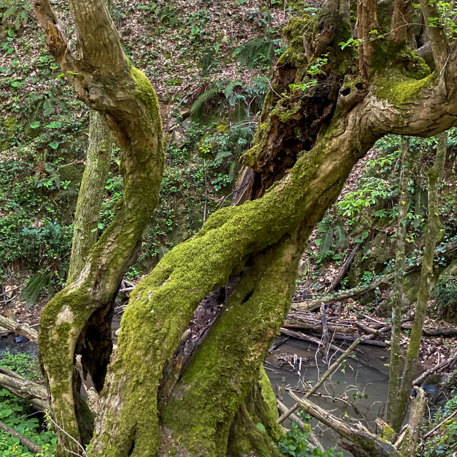 Polonezköy northern forest: stream and hollow venerable tree
