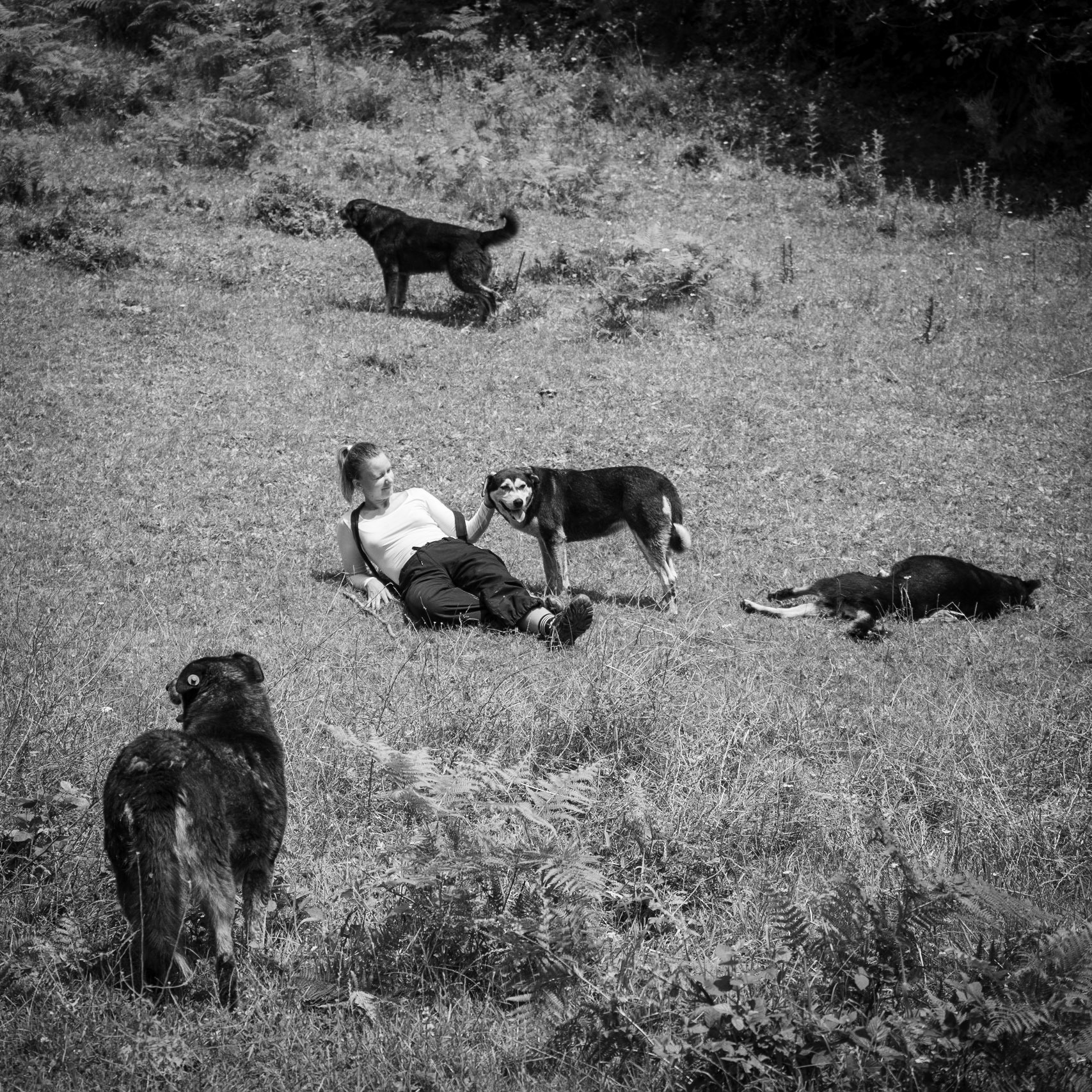 Mahmut Şevket Paşa S hill: hiker and 4 daydogs