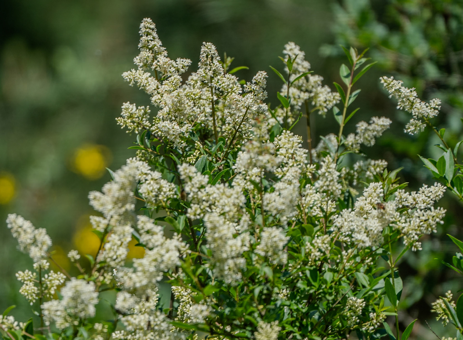 Kocabayır hill: white flowering shrubs