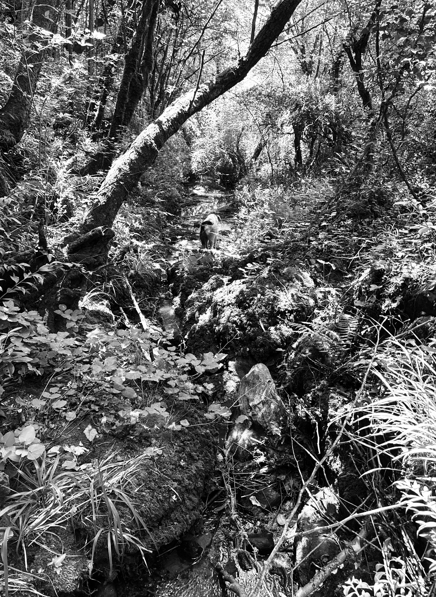 Kılıçlı southeastern stream walk: Bonnie leads the way