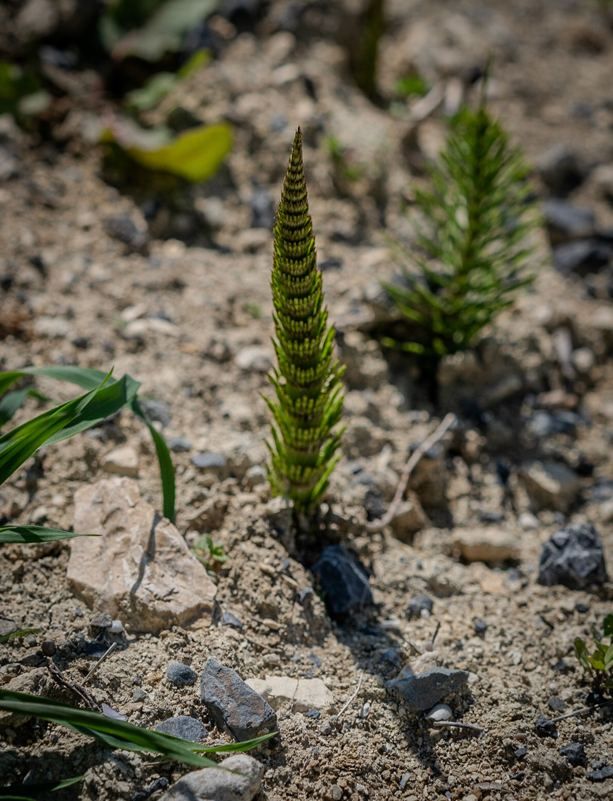 heading south from Baklalı: trees shoots coming up in recently-disturbed ground
