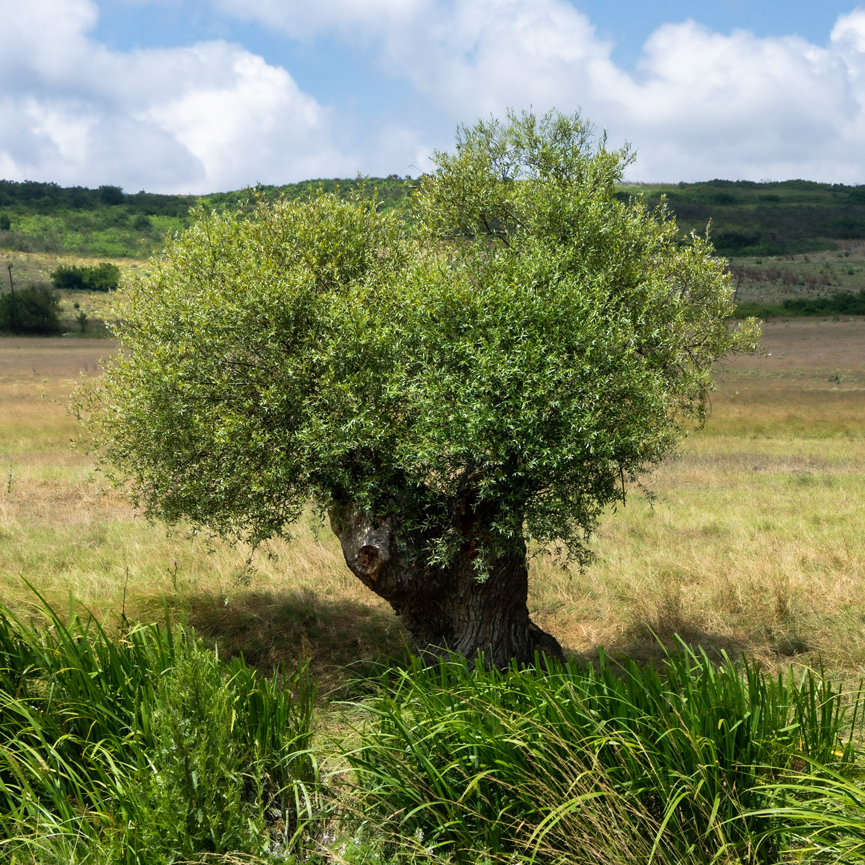 Sazlıdere southern flower meadow: a solitary old olive tree