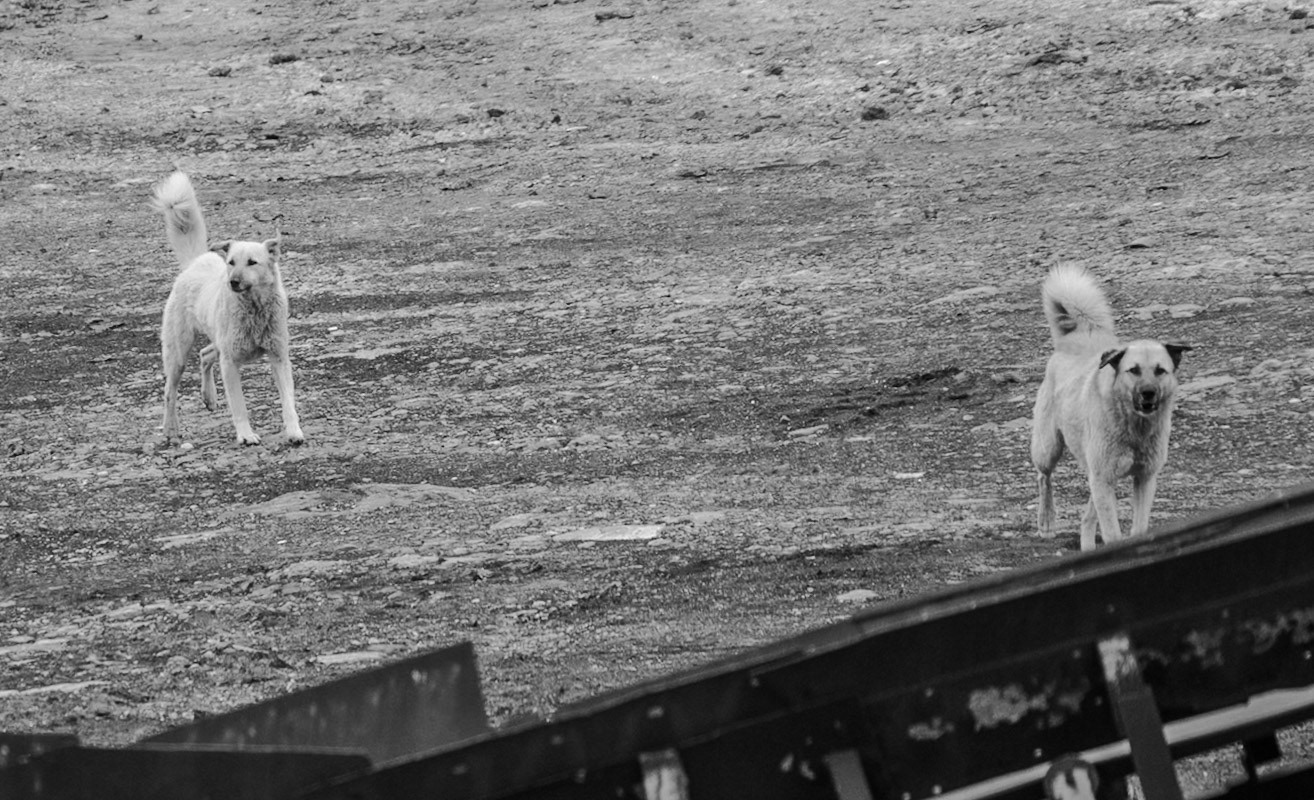 Yeniköy: mine dogs