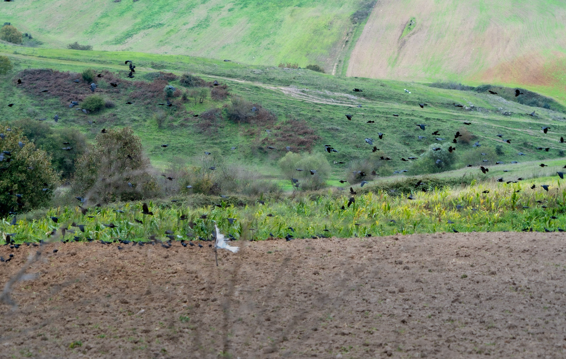 Nişantepe valley: a flock of crows