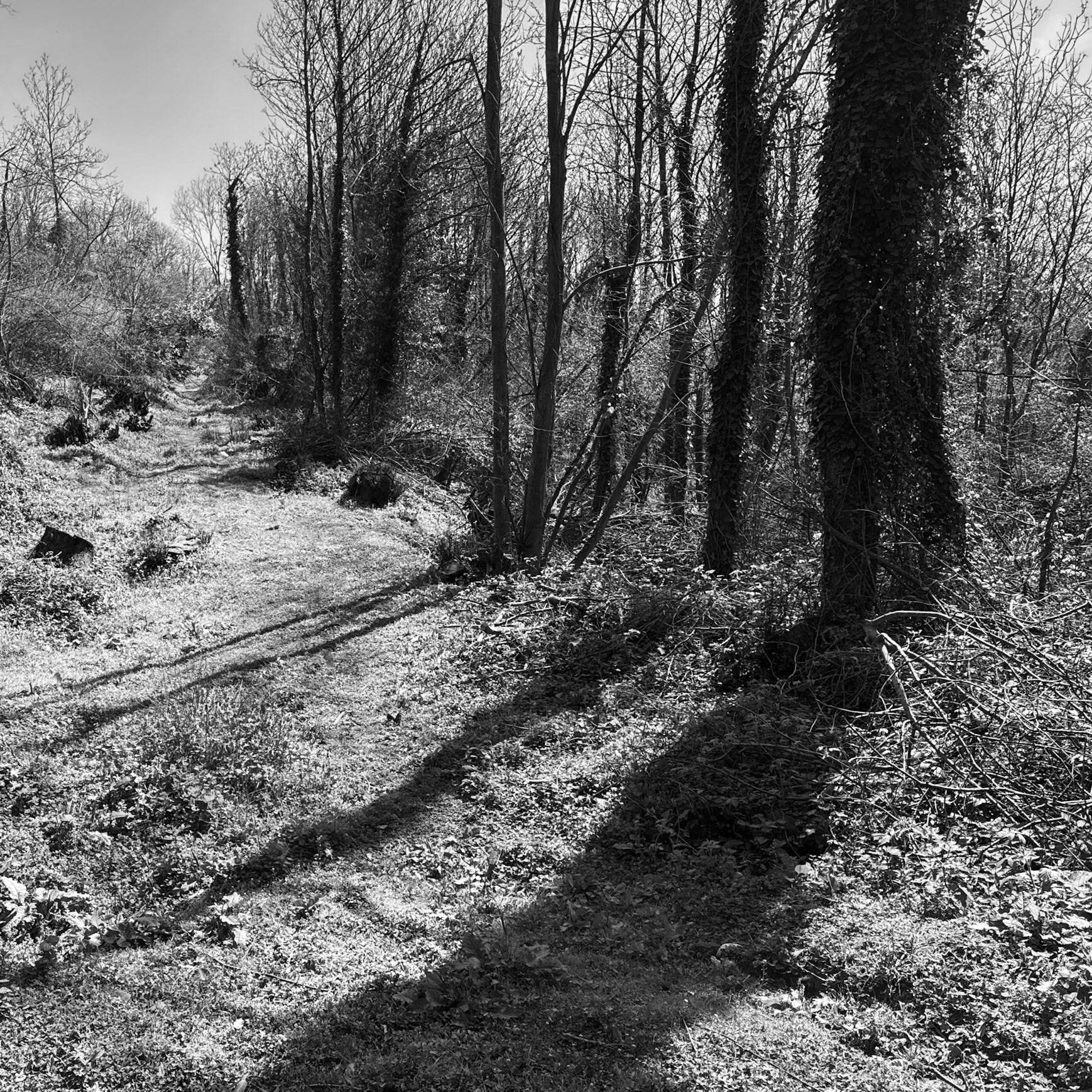 Akbaba northern forest: track and tree shadows