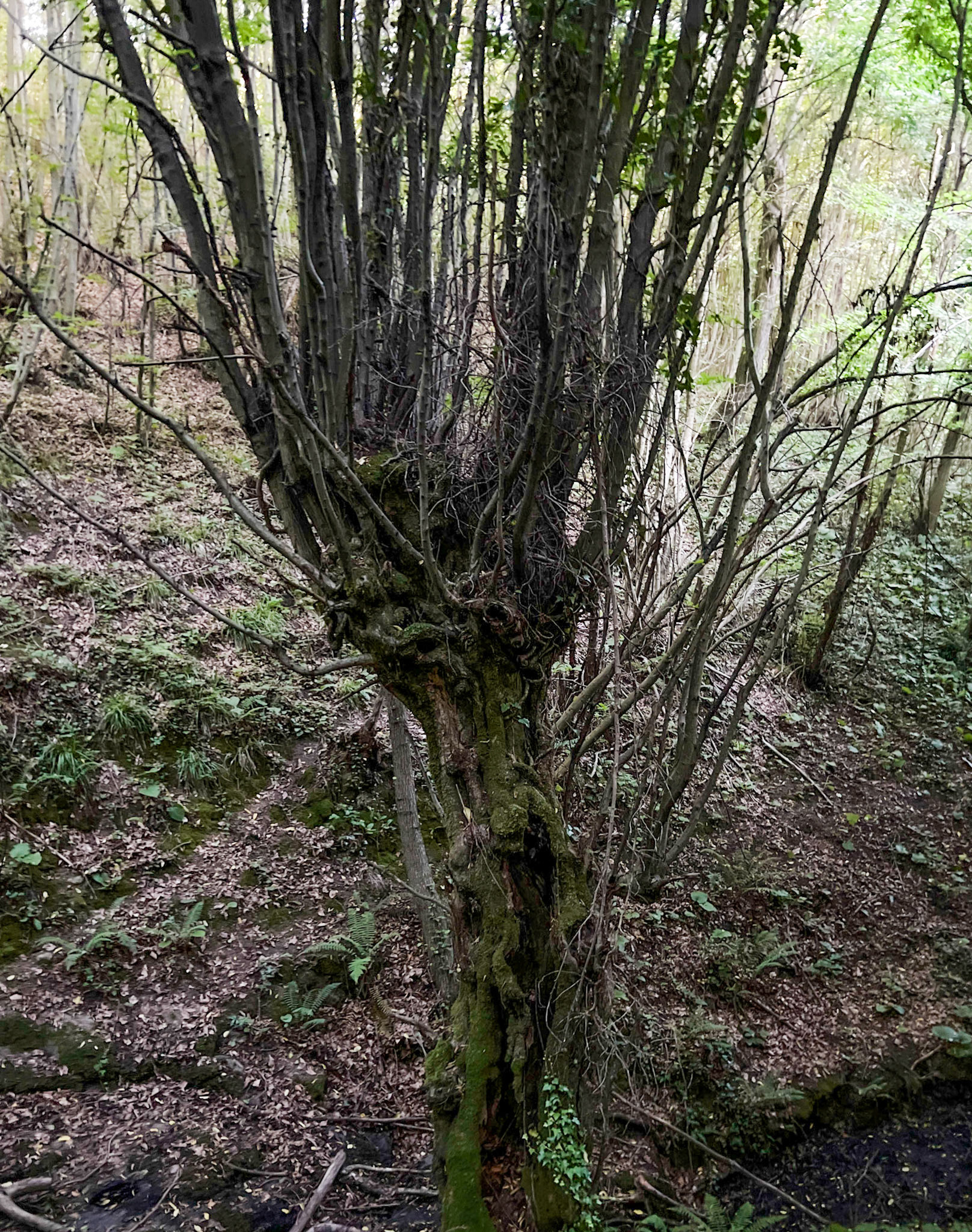 Kozlu stream: gnarled tree