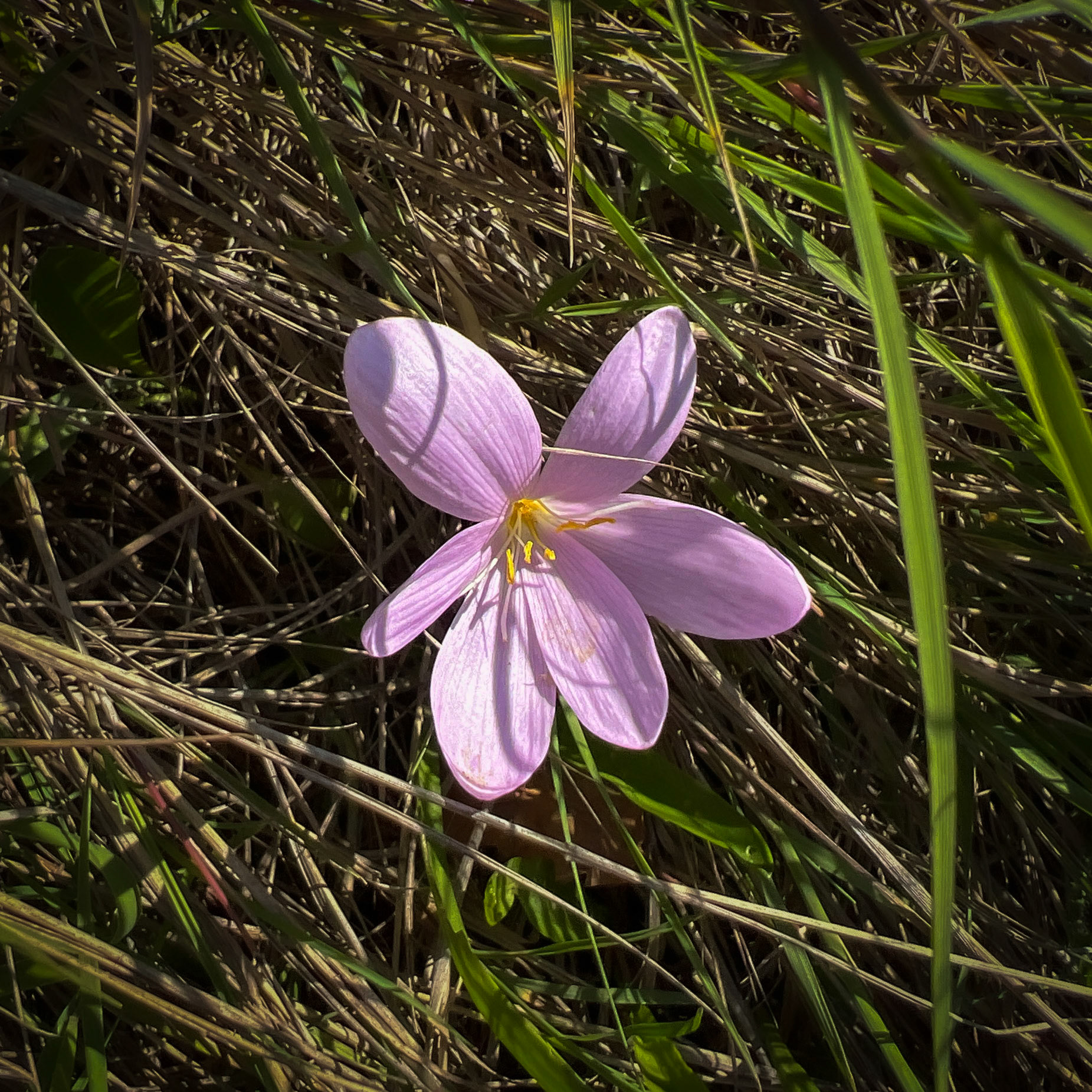 heading west along the Black Sea shore: autumn crocus