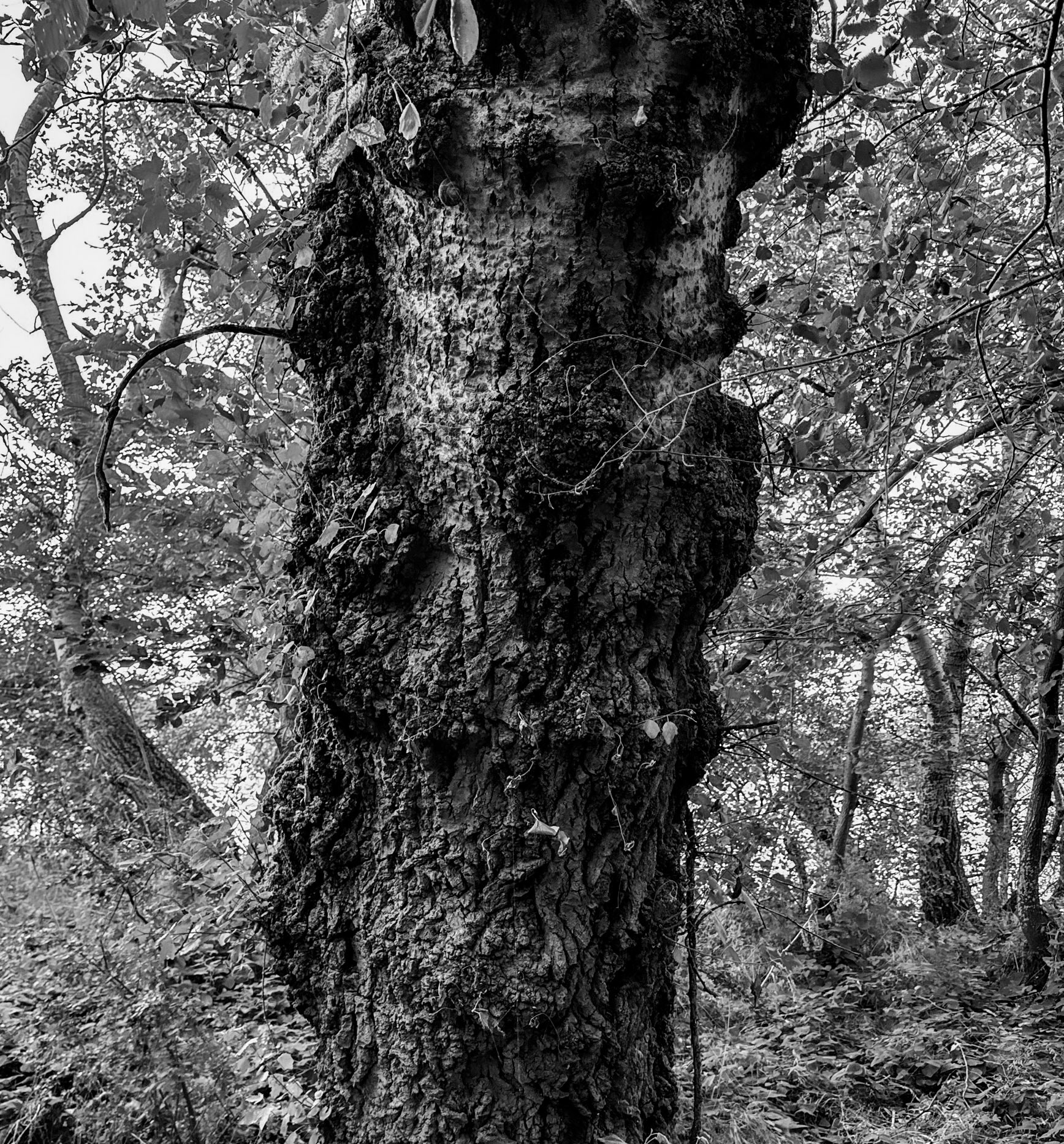 heading north from Bathonea: older tree