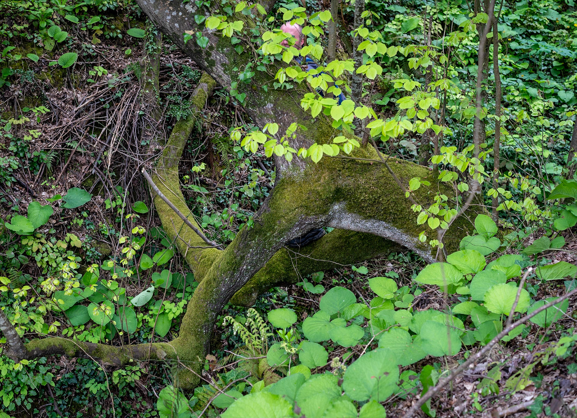 between Kılıçlı Köyü and İshaklıköy: antelope tree with a man hiding behind it (?)