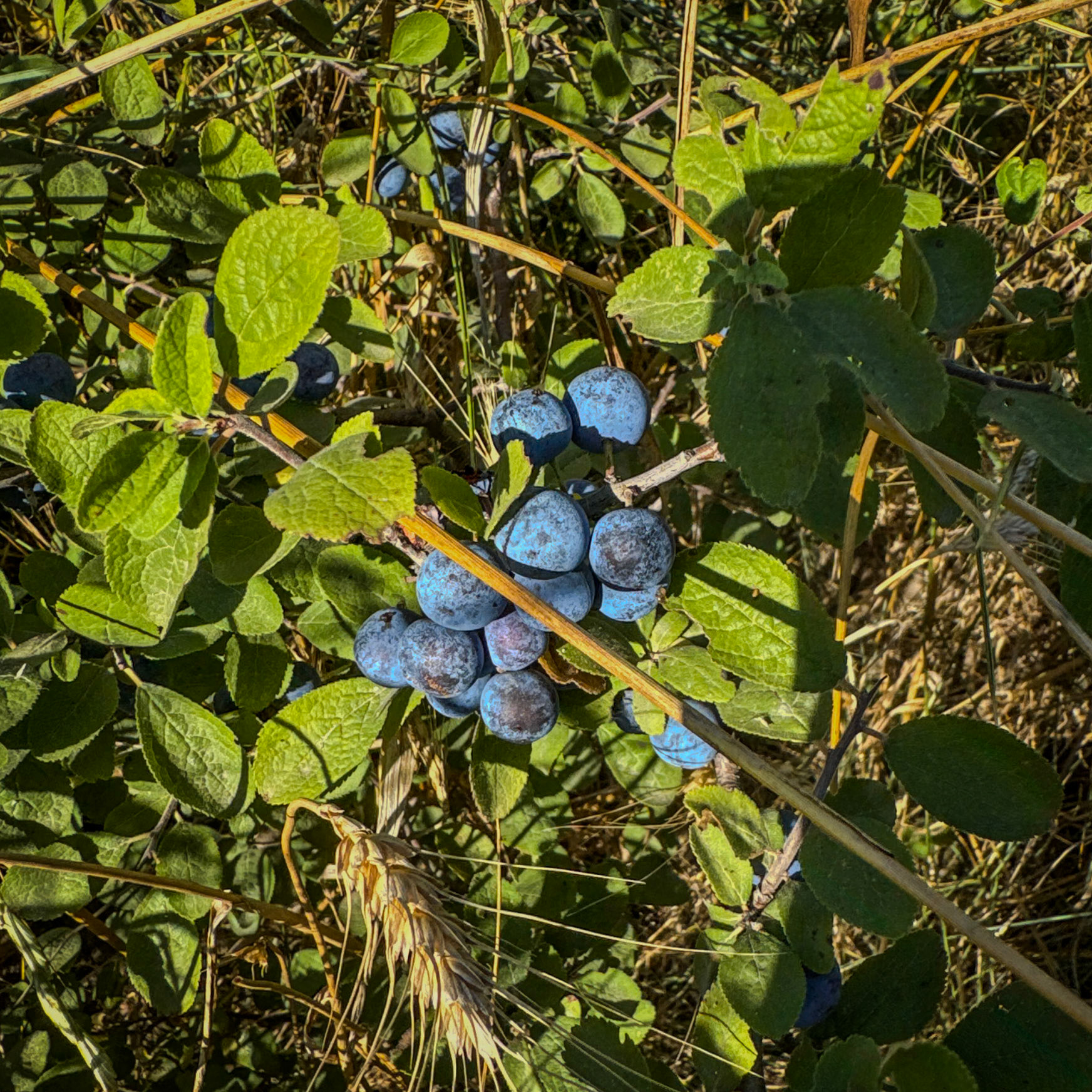 Köseler: sloes