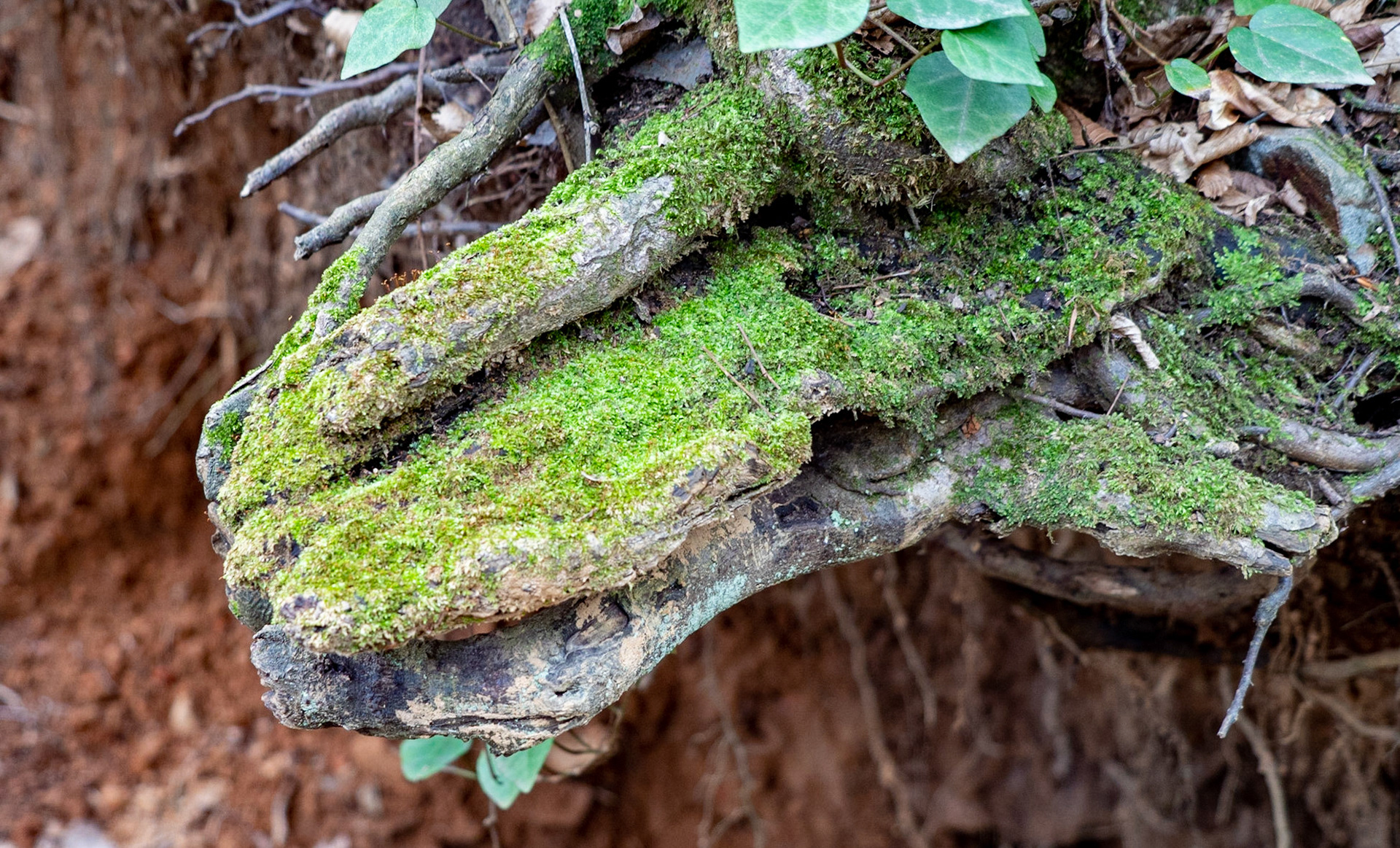 Alemdaǧ forest: mossy form