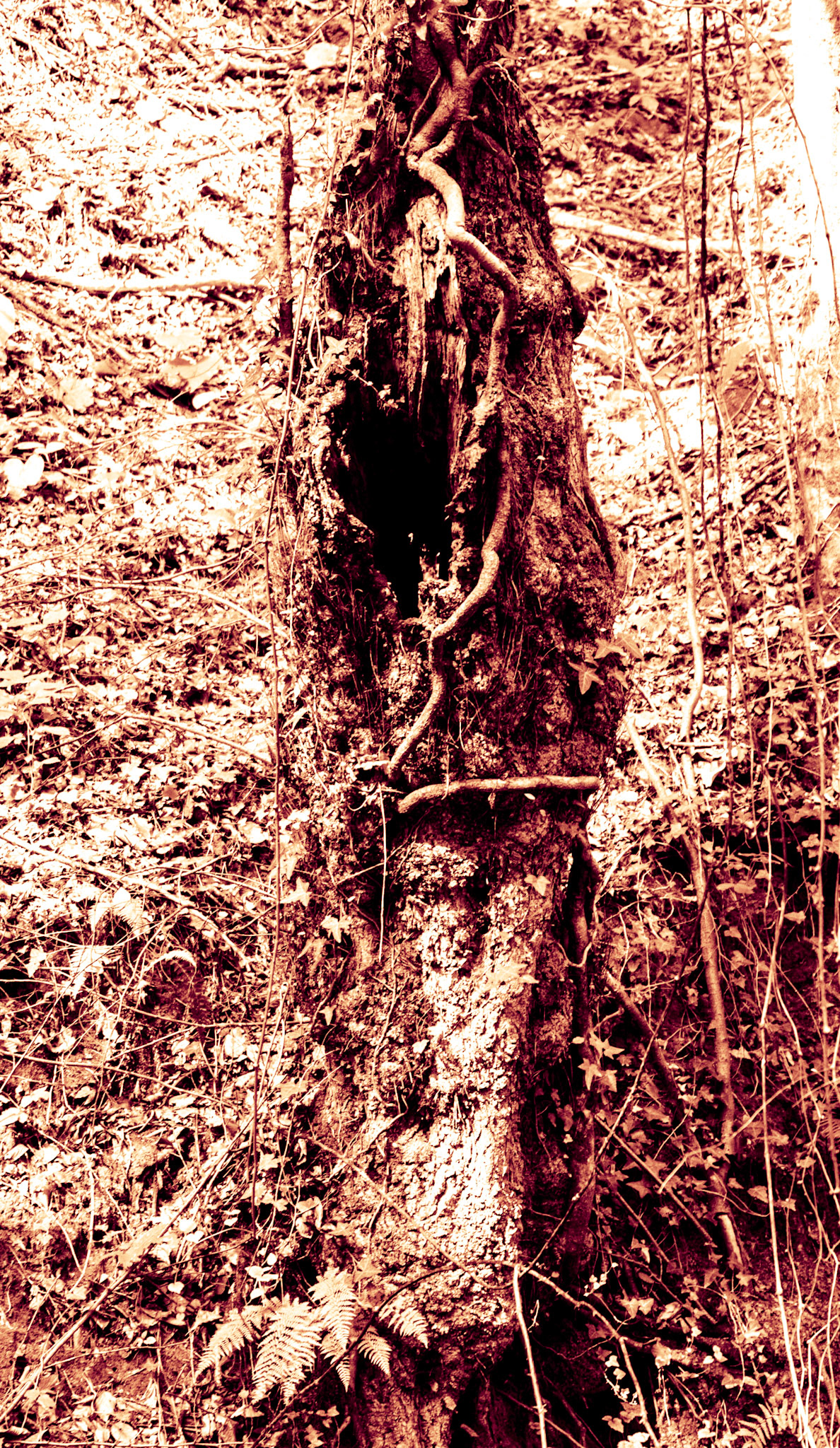 Mahmut Şevket Paşa southern forest and hills: old tree