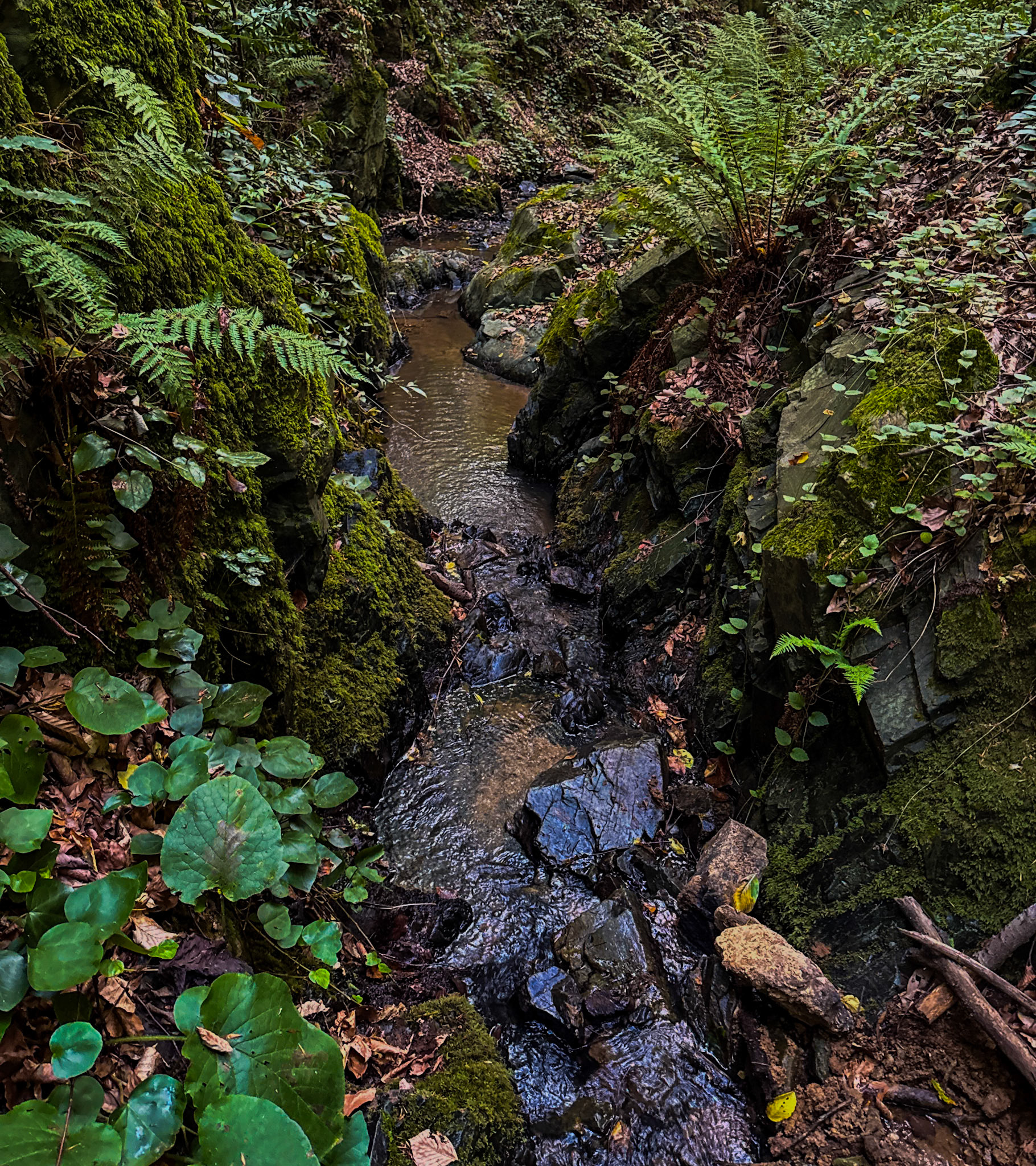 Zerzevatçı streamwalk: stream