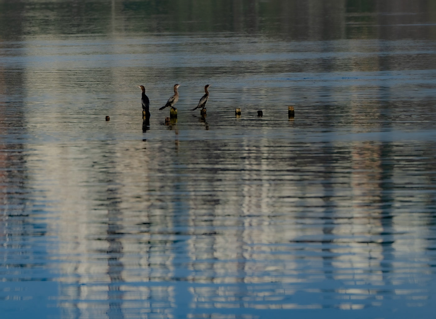 Küçükçekmece northwestern marsh: cormorants